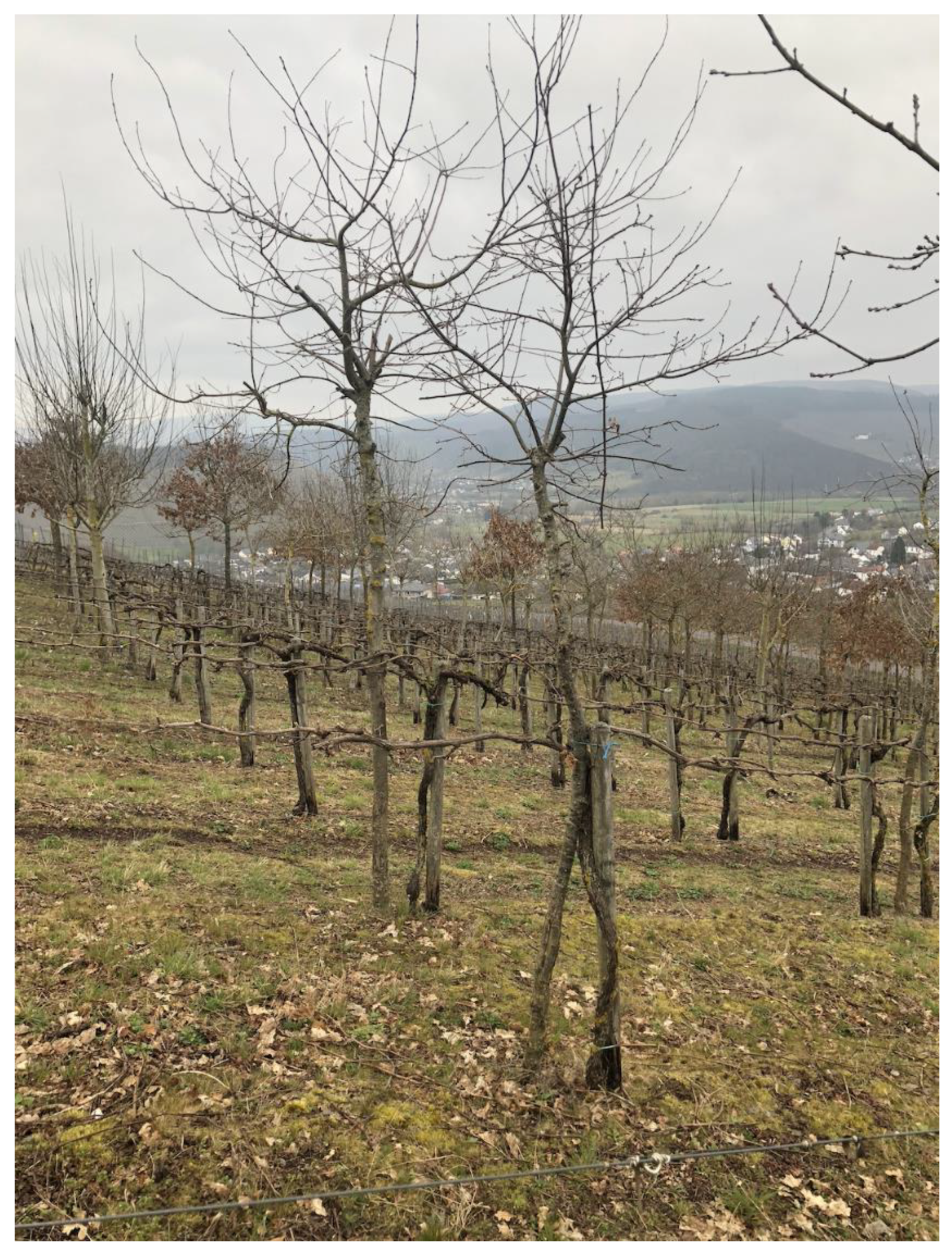 Forests 13 01755 g002