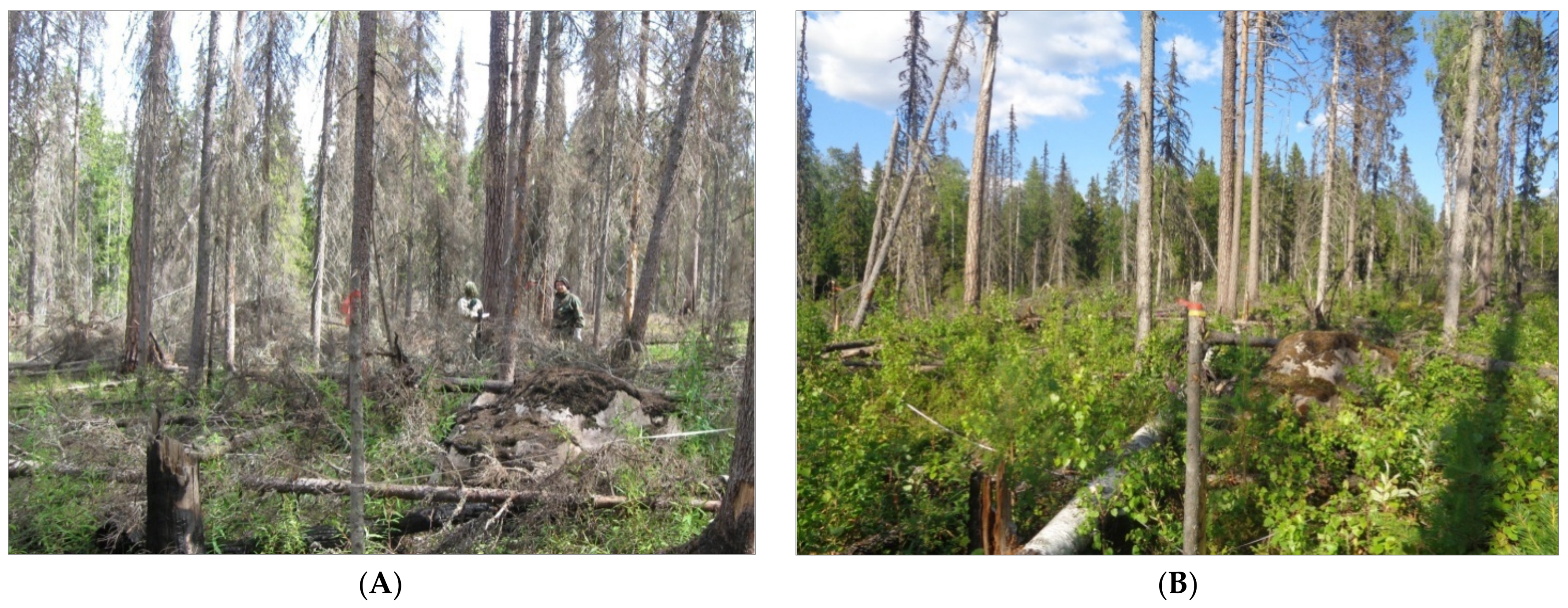 Forests 13 01775 g002