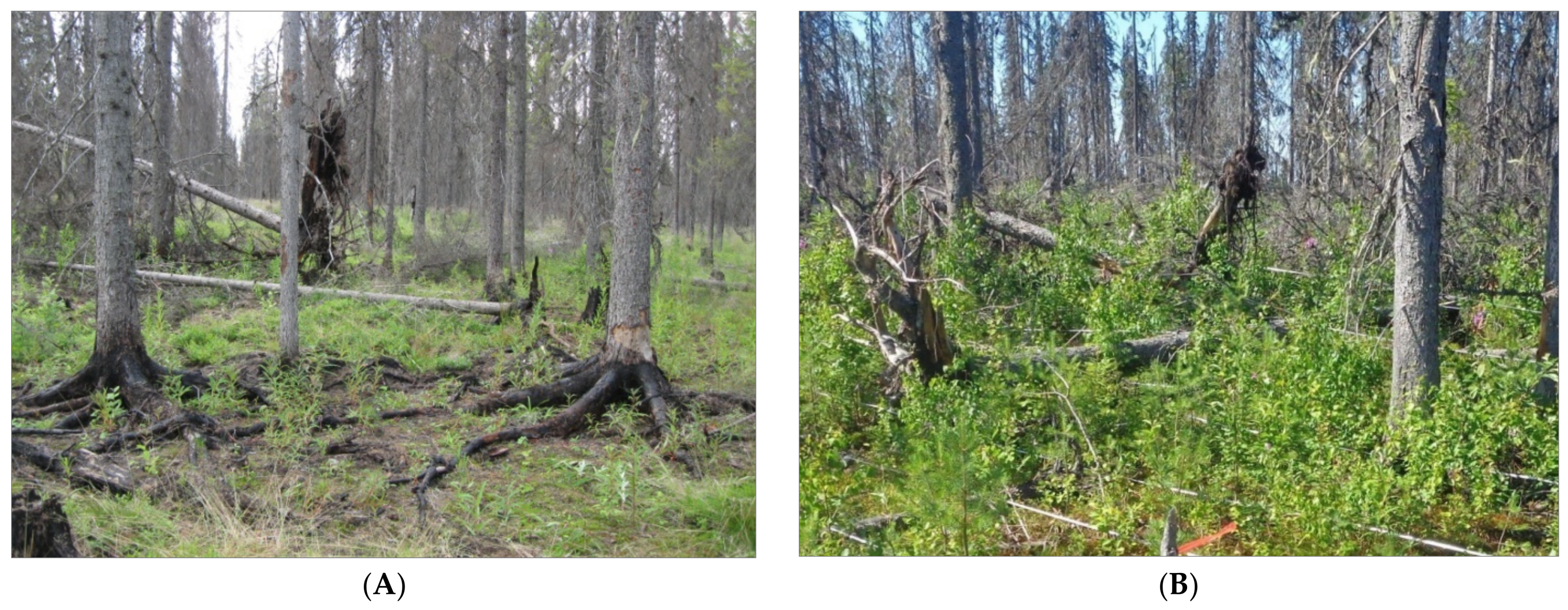 Forests 13 01775 g003