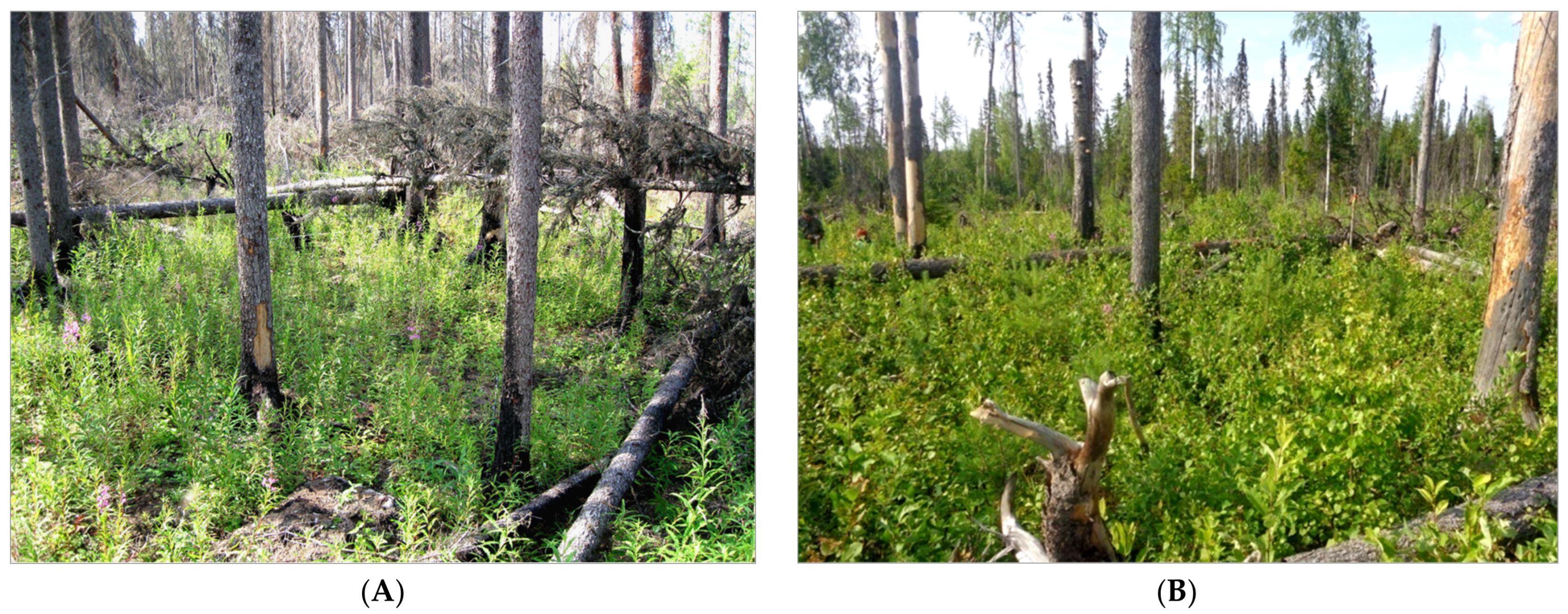 Forests 13 01775 g004