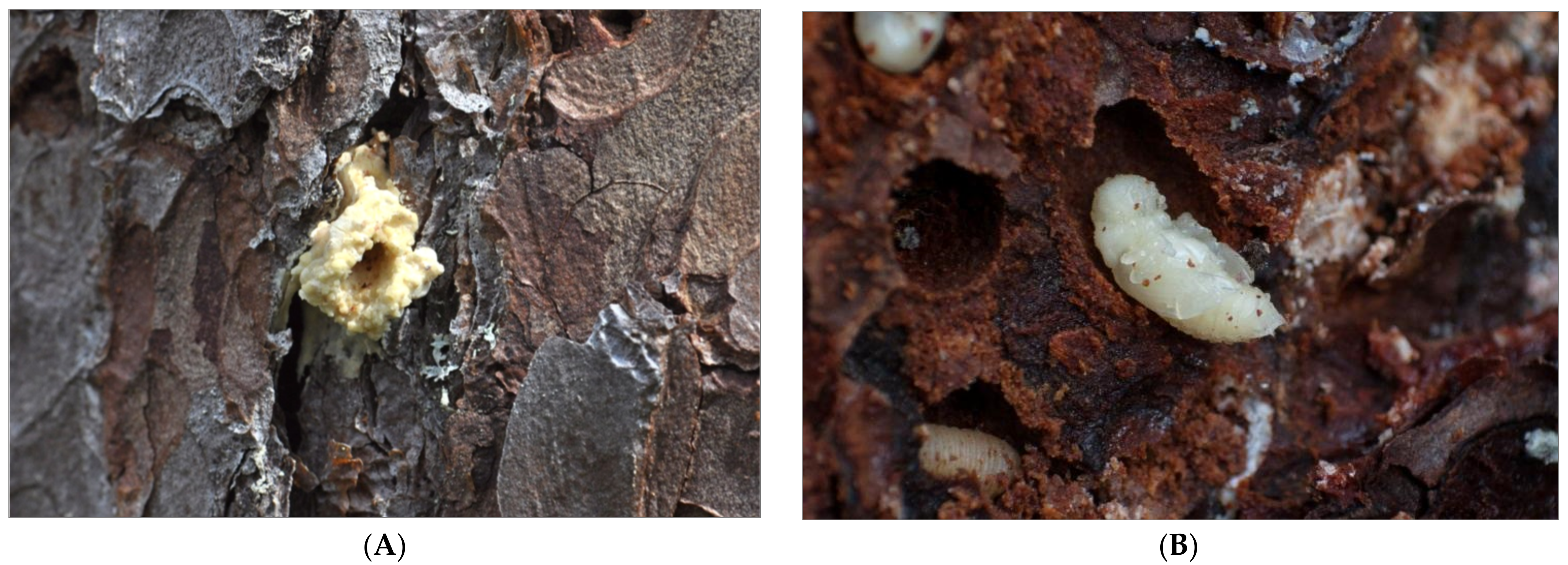 Forests 13 01775 g006