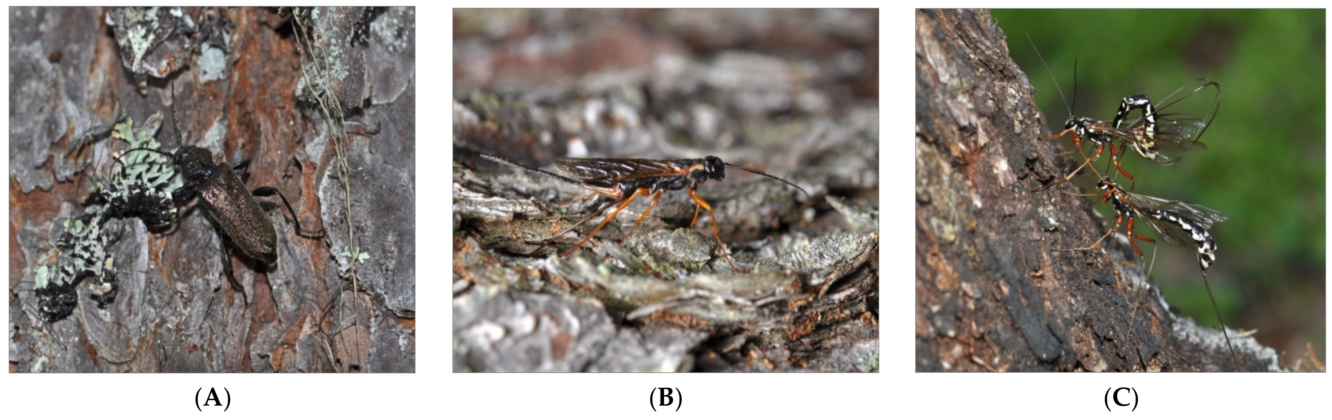 Forests 13 01775 g007