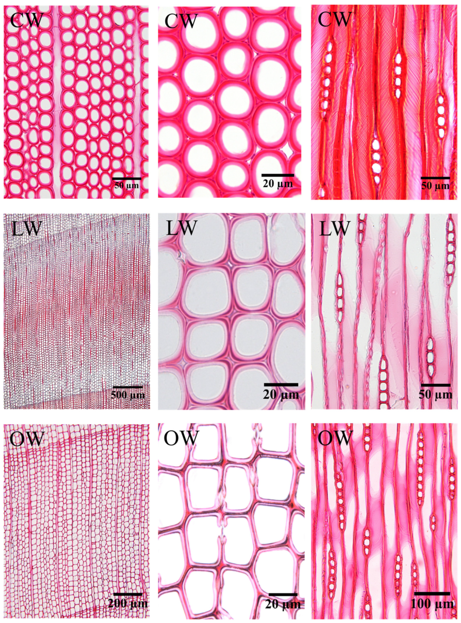 Forests 13 01792 g004 Forests 13 01792 g004