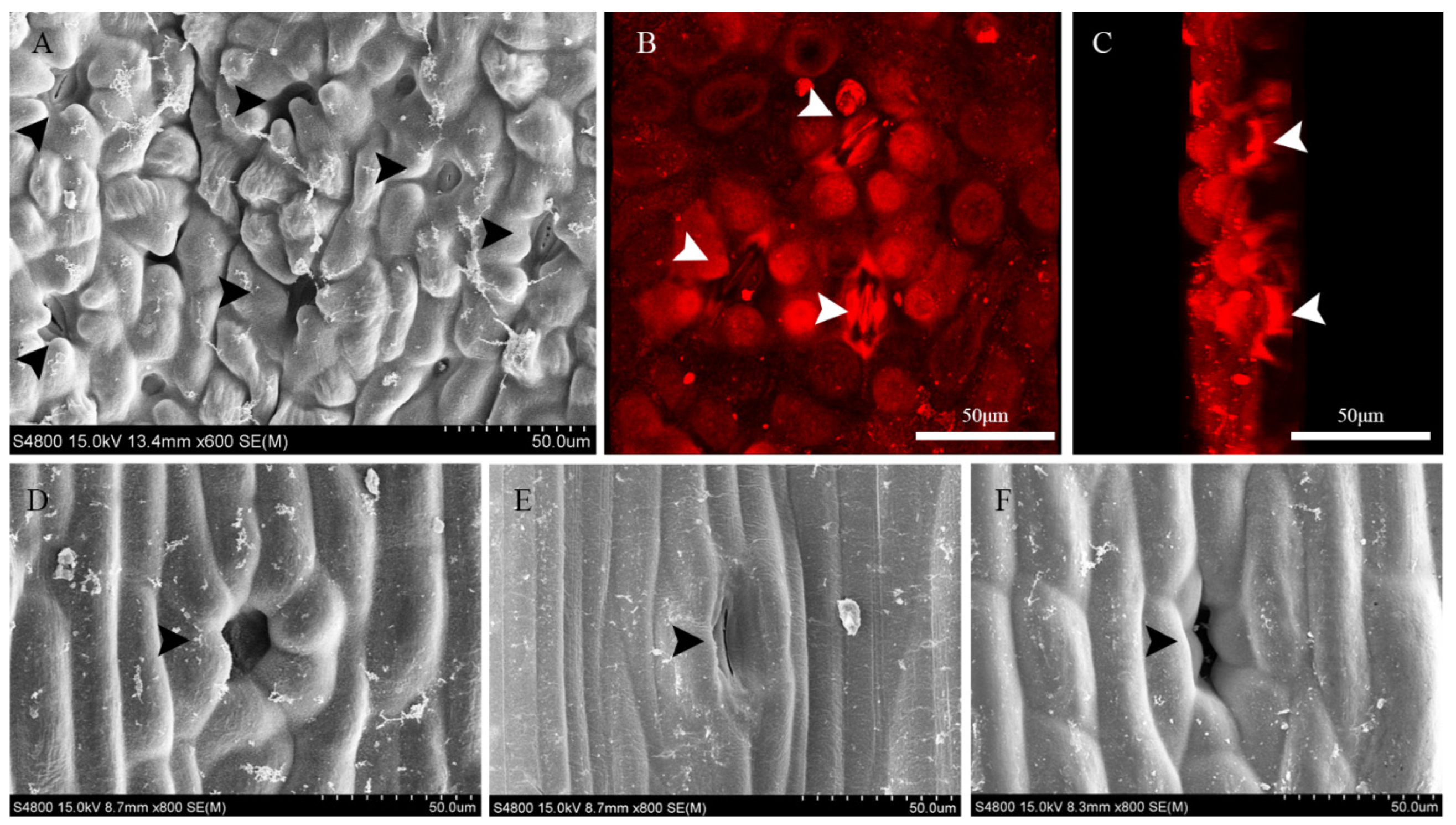 Forests 13 01801 g004 Forests 13 01801 g004