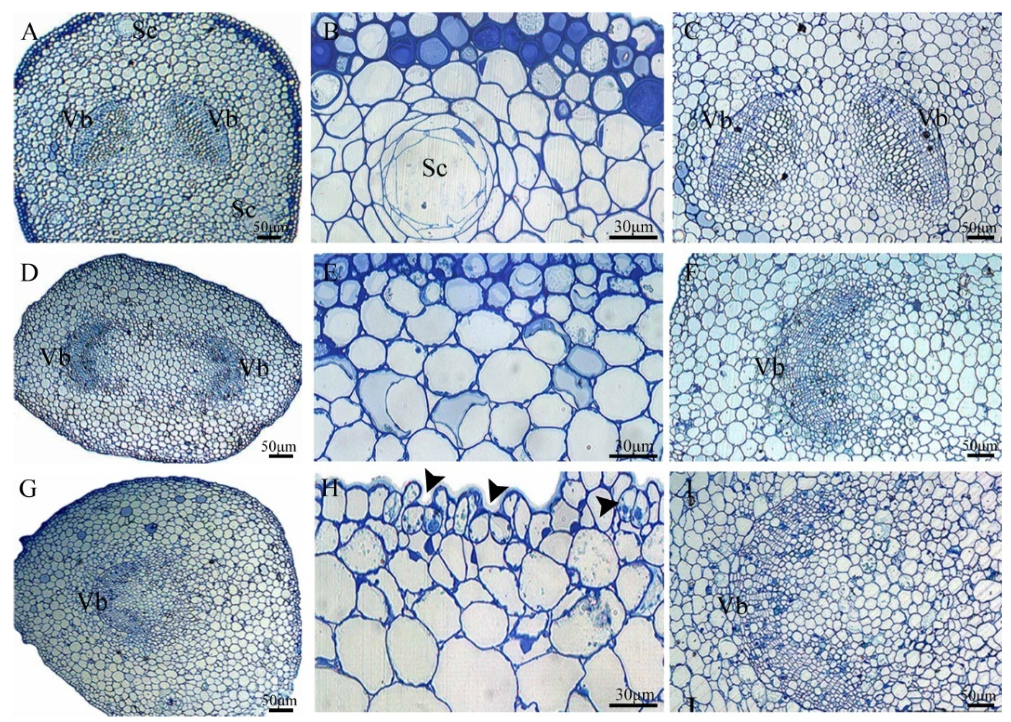 Forests 13 01801 g005 Forests 13 01801 g005
