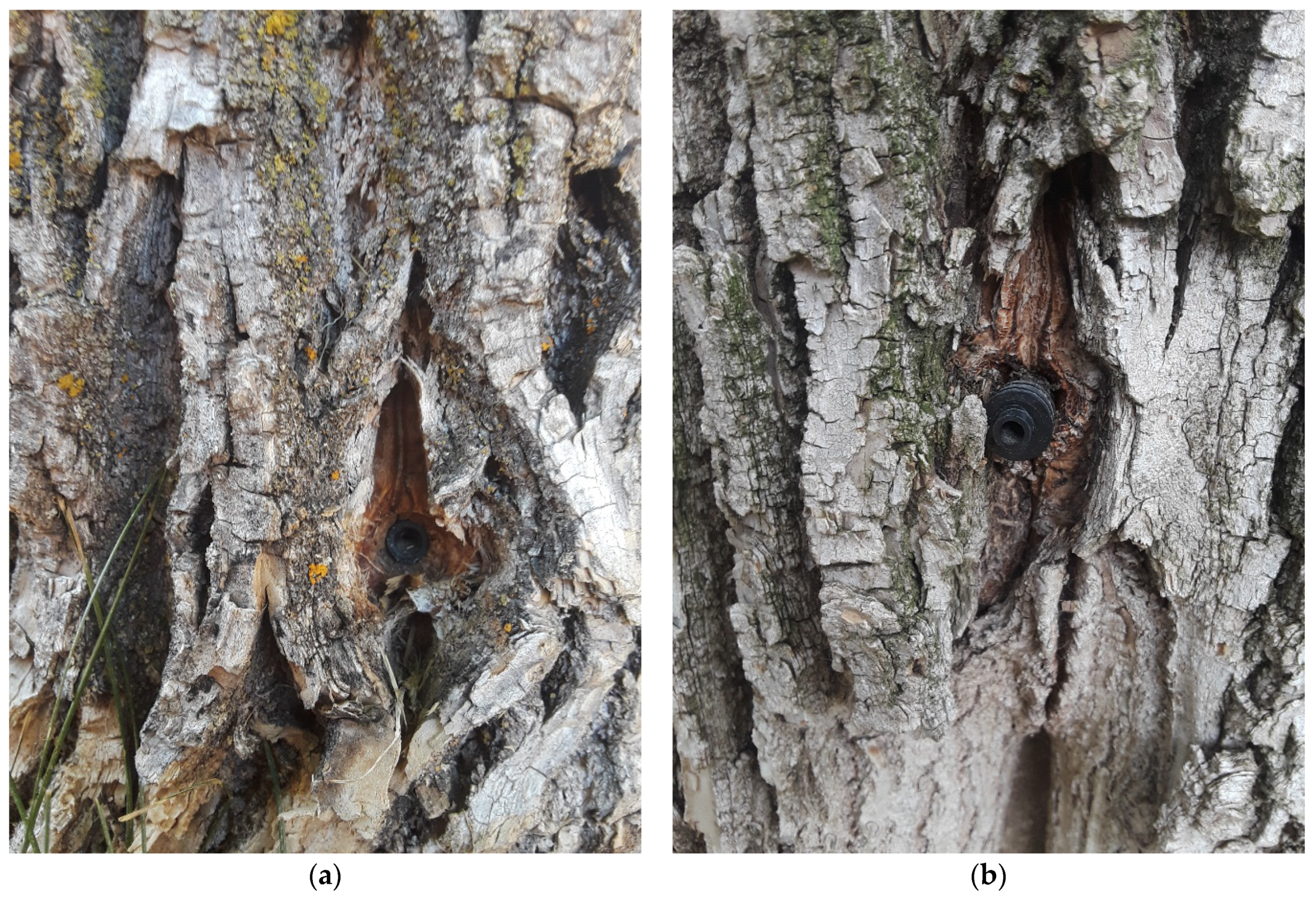 Forests 13 01802 g0a2 Forests 13 01802 g0a2