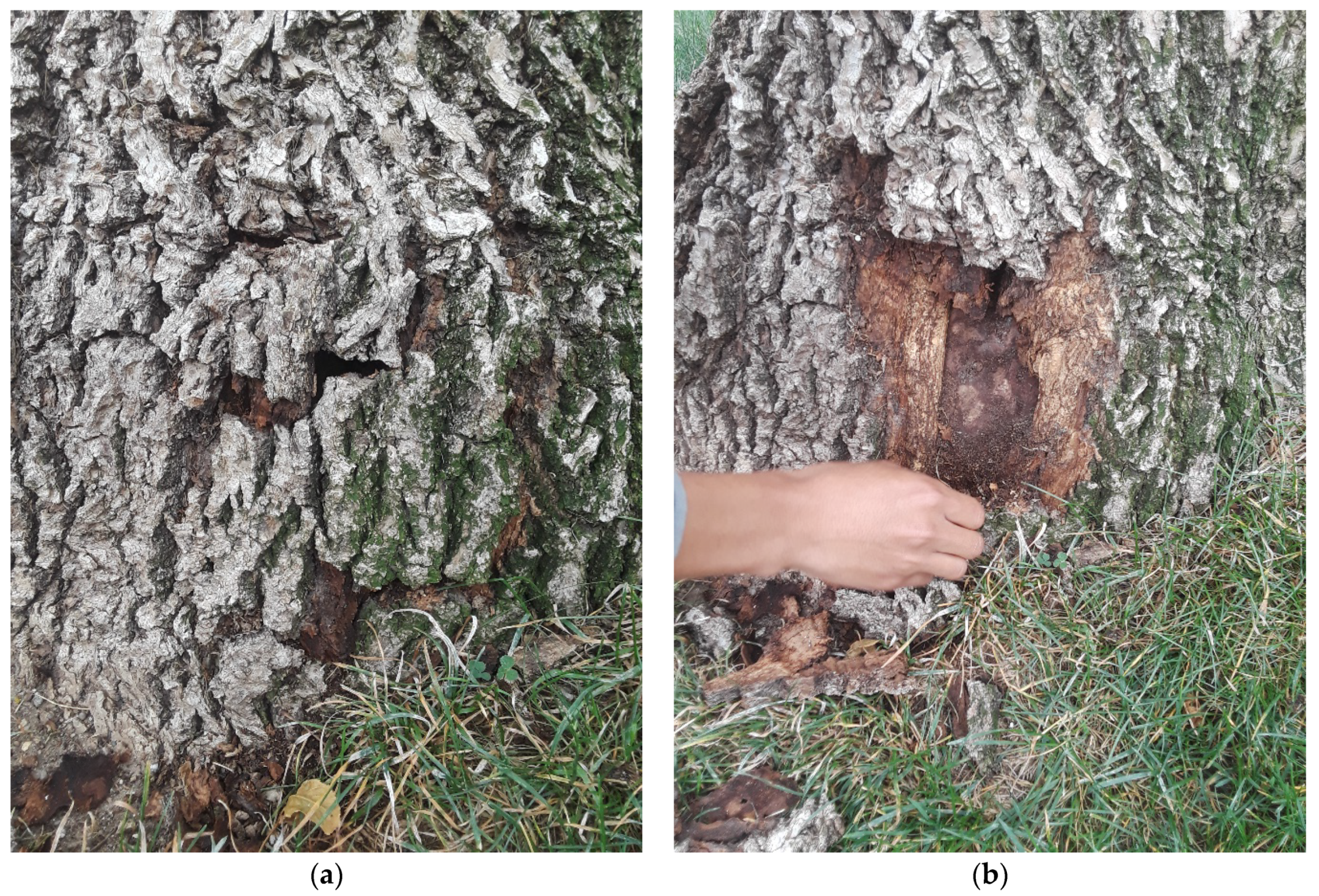 Forests 13 01802 g0a3 Forests 13 01802 g0a3