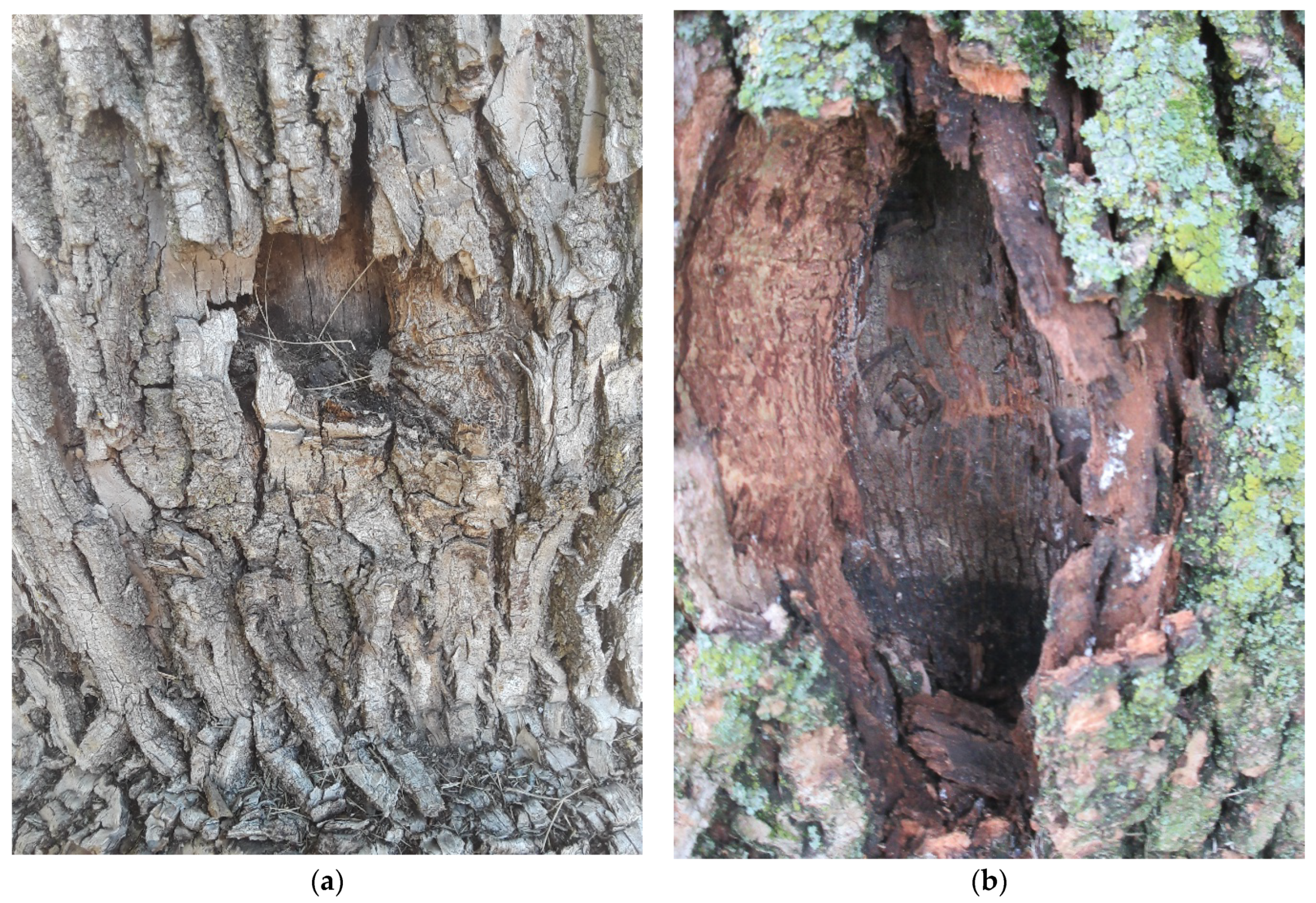Forests 13 01802 g0a4 Forests 13 01802 g0a4
