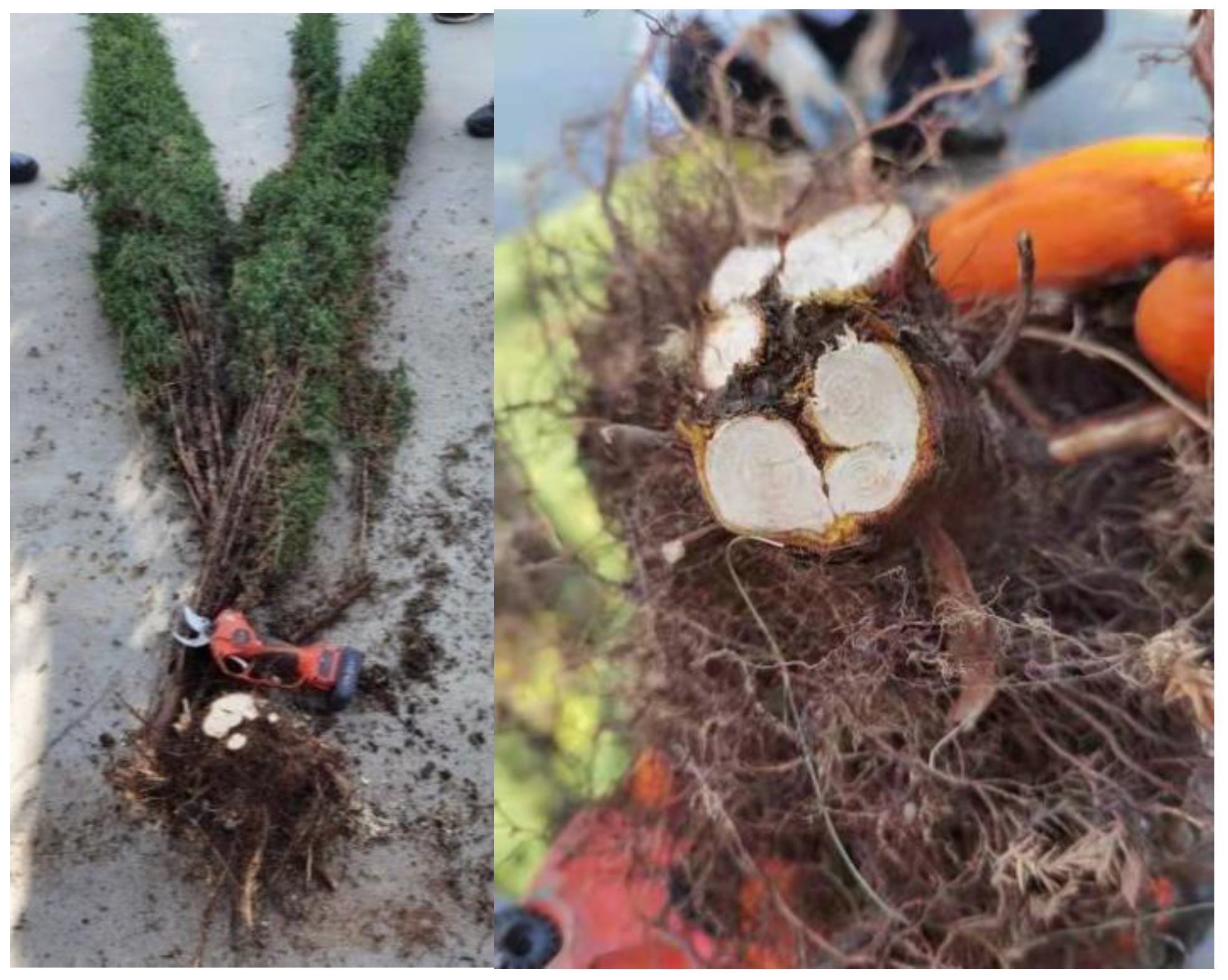 Forests 13 01828 g003 Forests 13 01828 g003