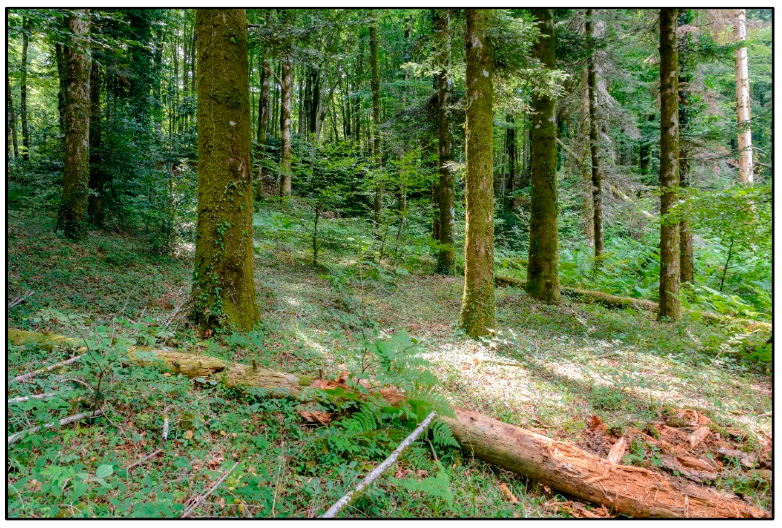 Forests 13 01838 g002 Forests 13 01838 g002