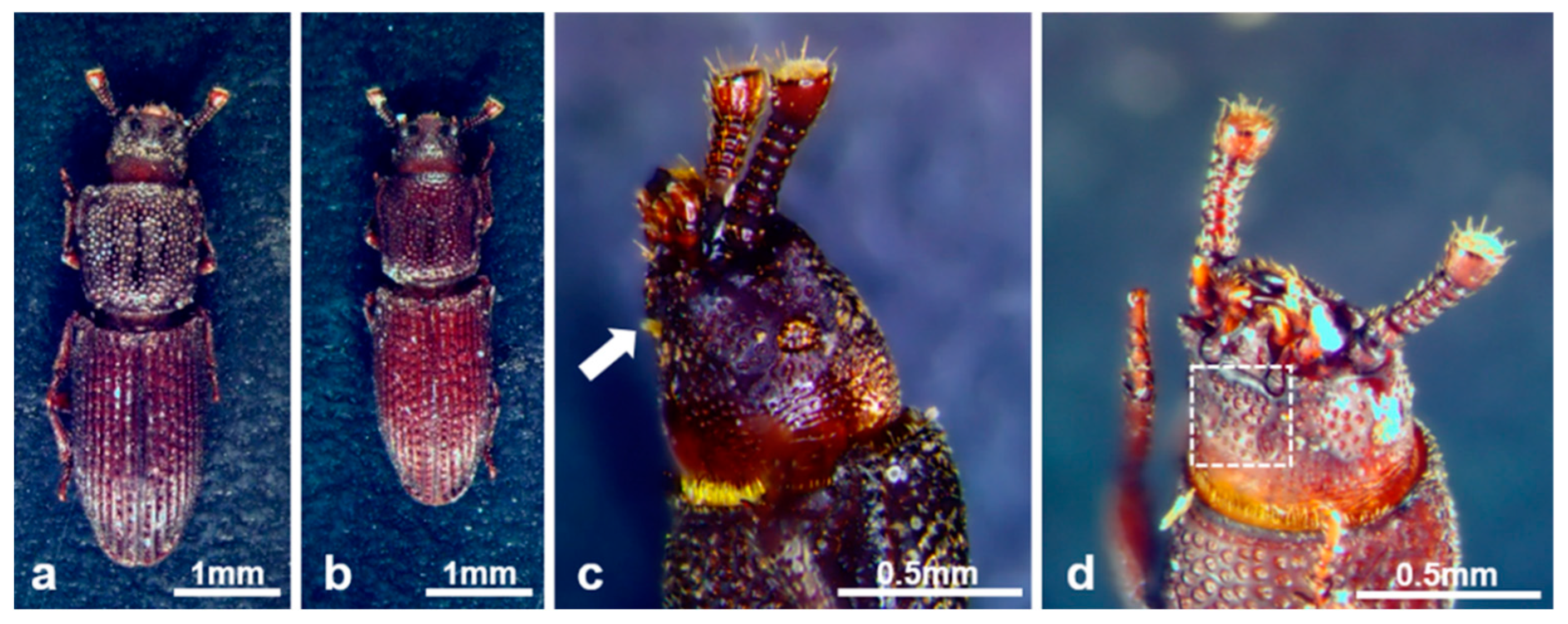 Forests 13 01838 g004 Forests 13 01838 g004