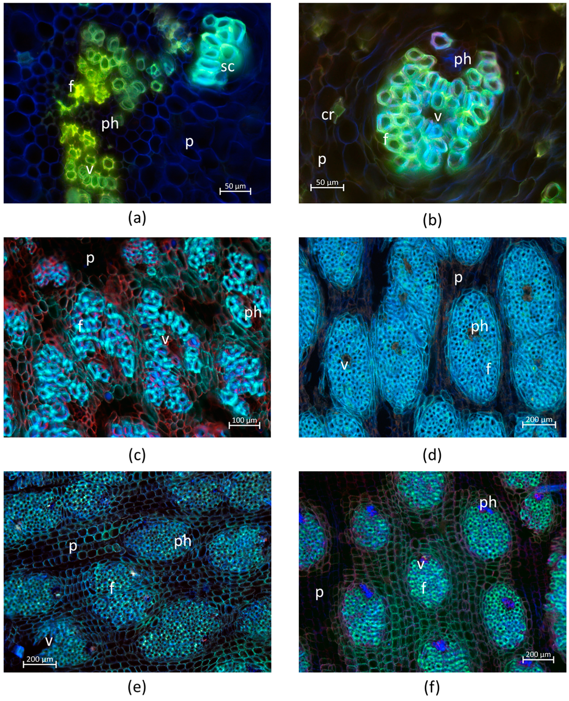 Forests 13 01853 g004 Forests 13 01853 g004