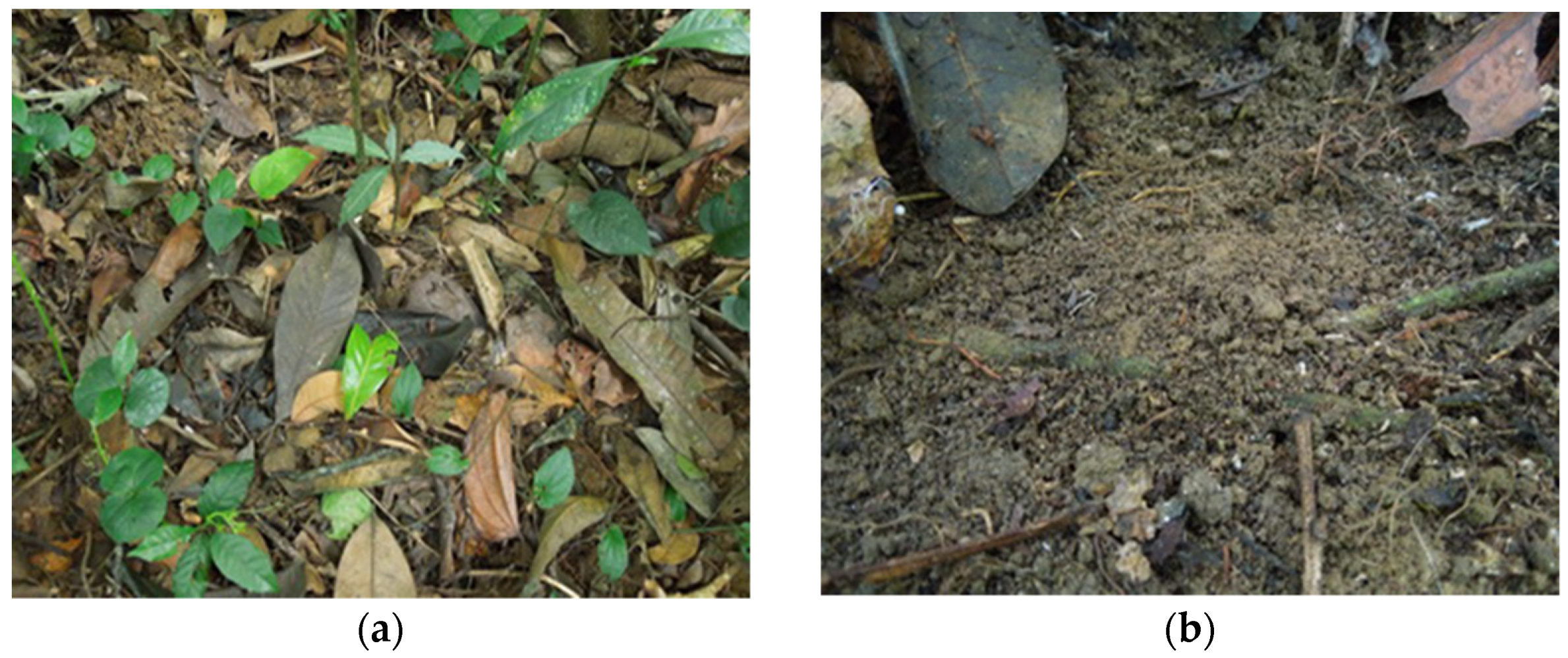 Forests 13 01863 g001 Forests 13 01863 g001