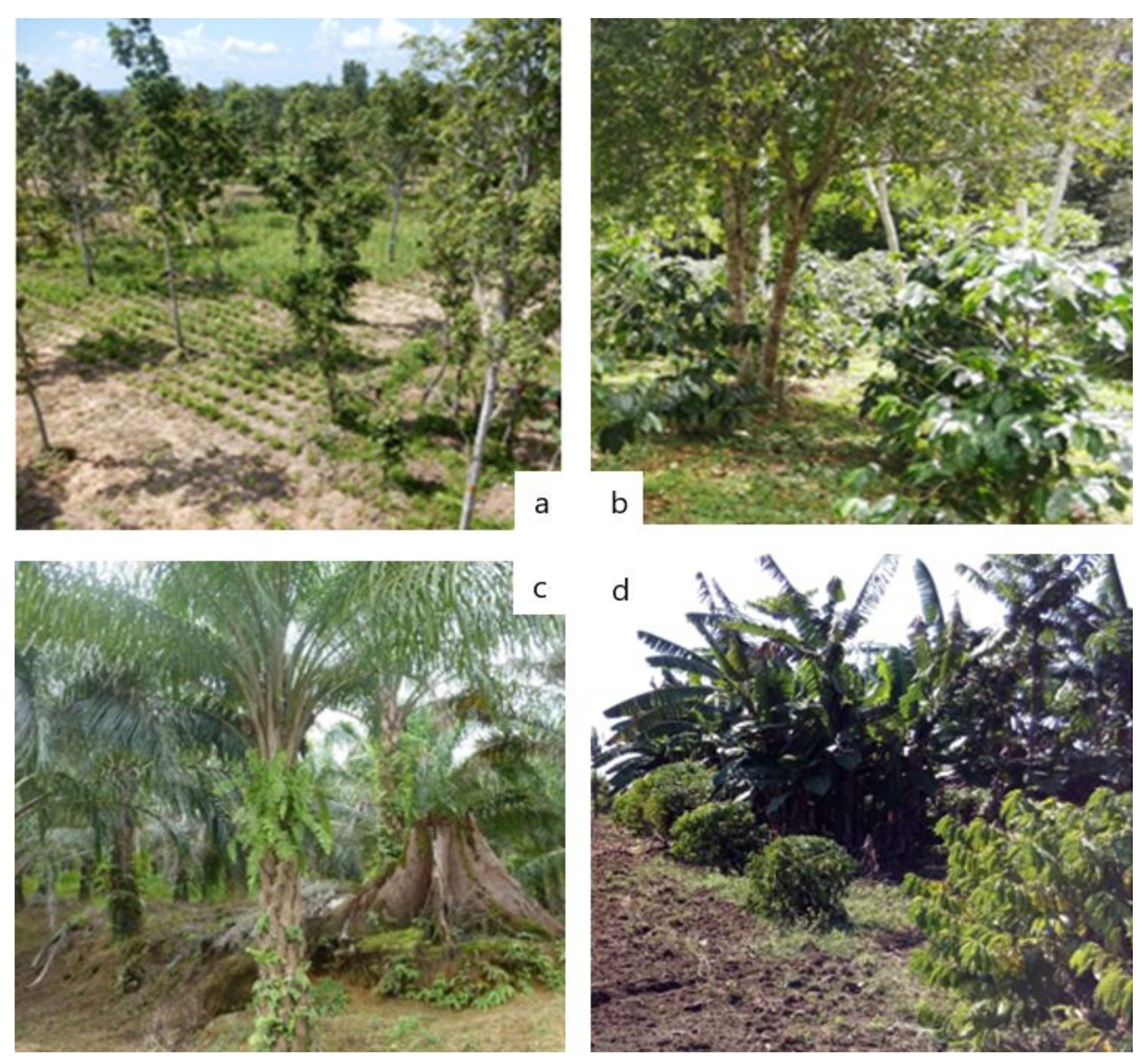 Forests 13 01878 g002