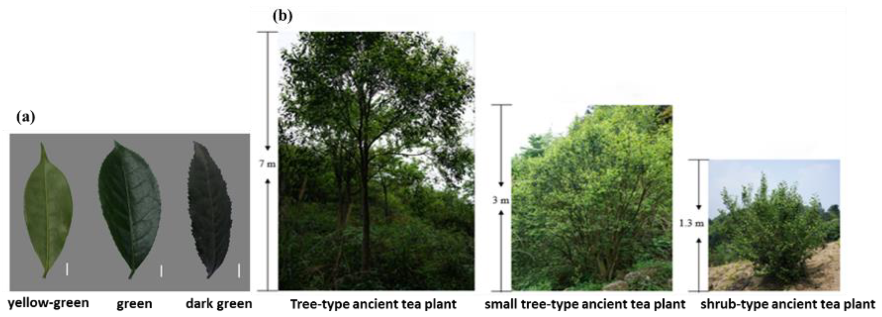 Forests 13 01885 g001