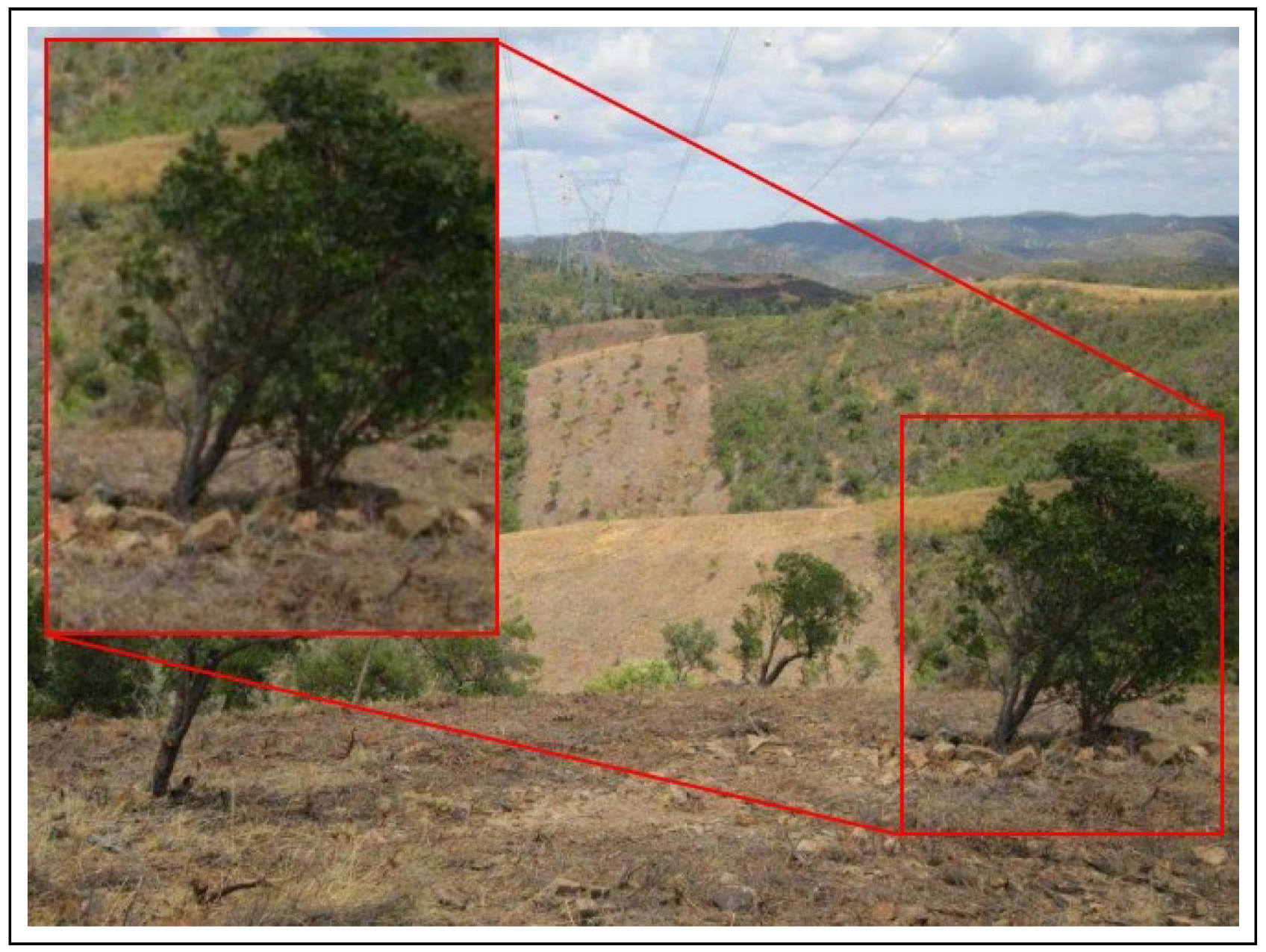 Forests 13 01889 g001 Forests 13 01889 g001