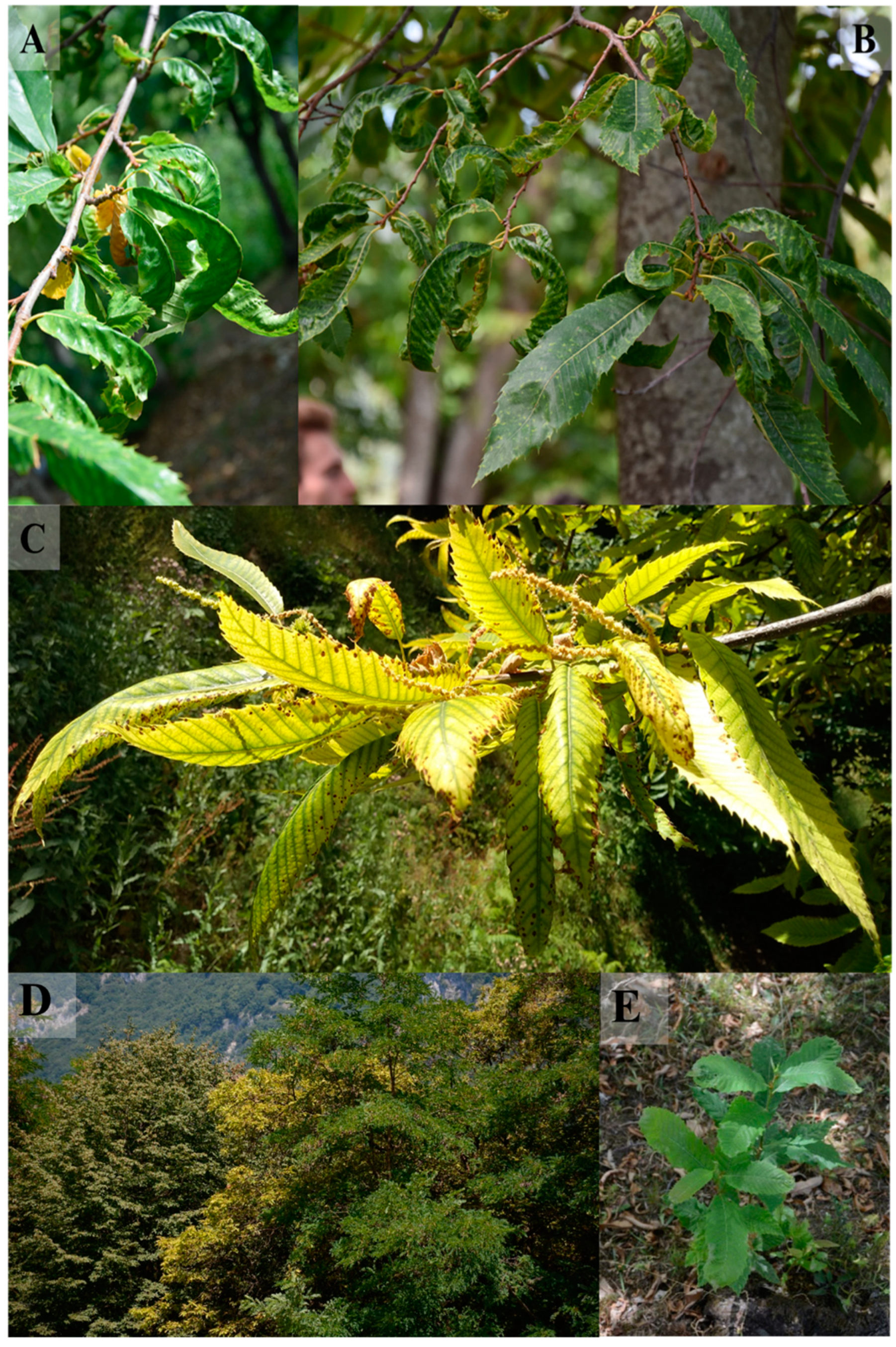 Forests 13 01894 g001 Forests 13 01894 g001