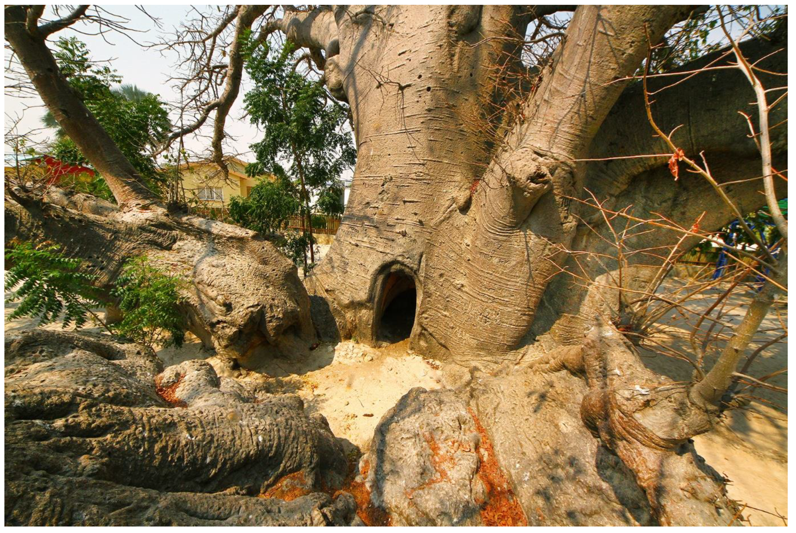 Forests 13 01899 g006