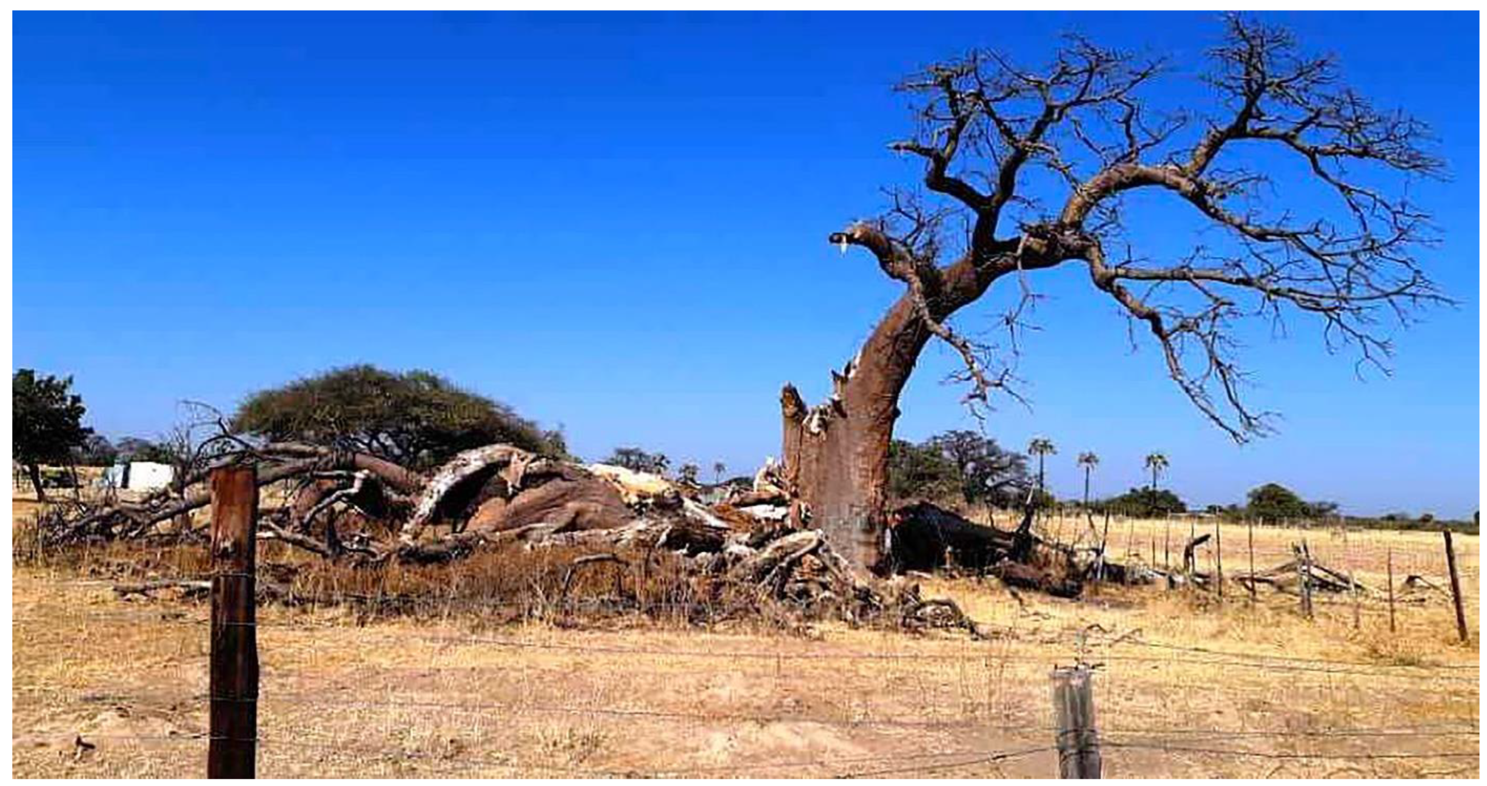 Forests 13 01899 g009