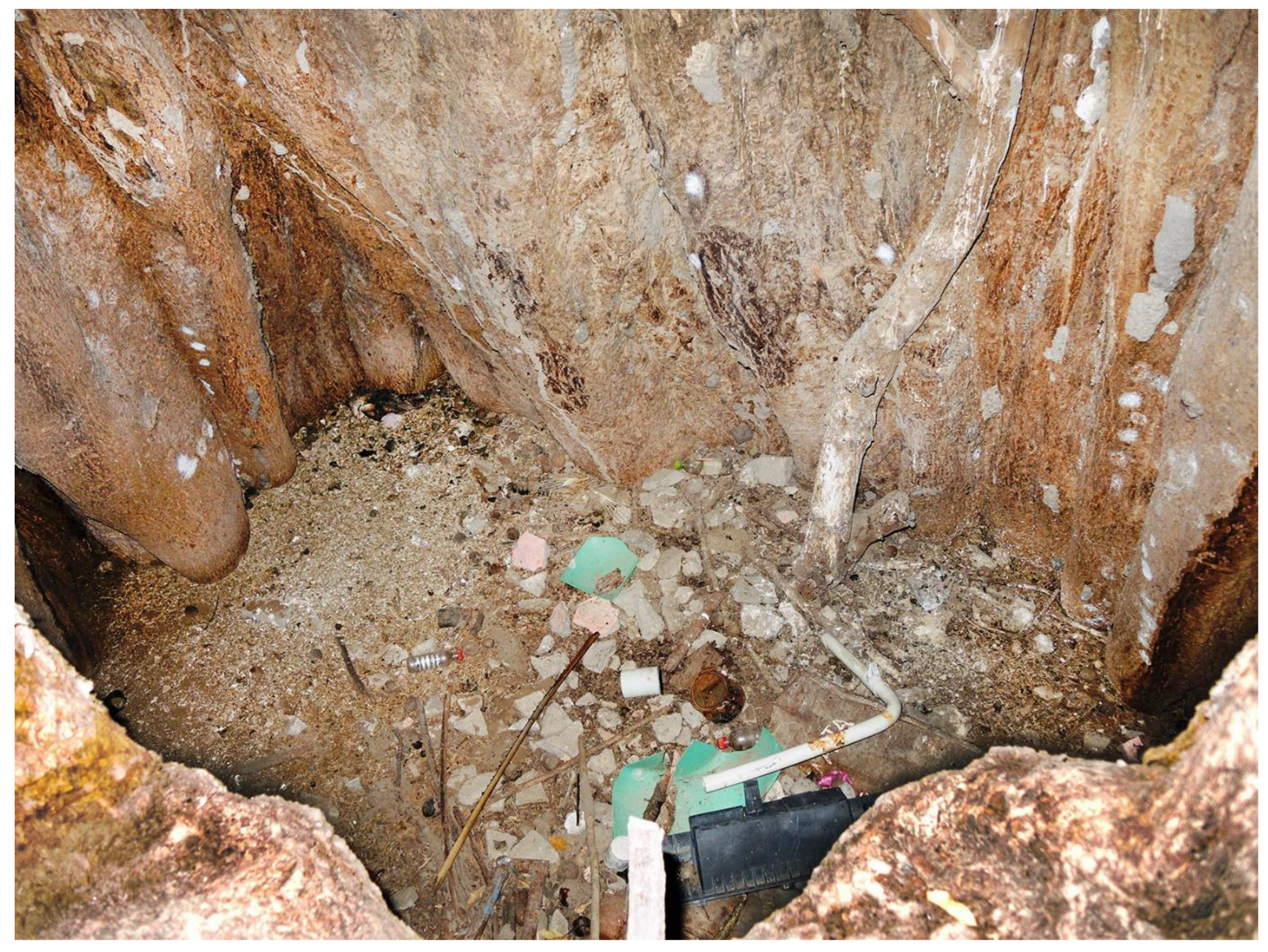 Forests 13 01899 g012