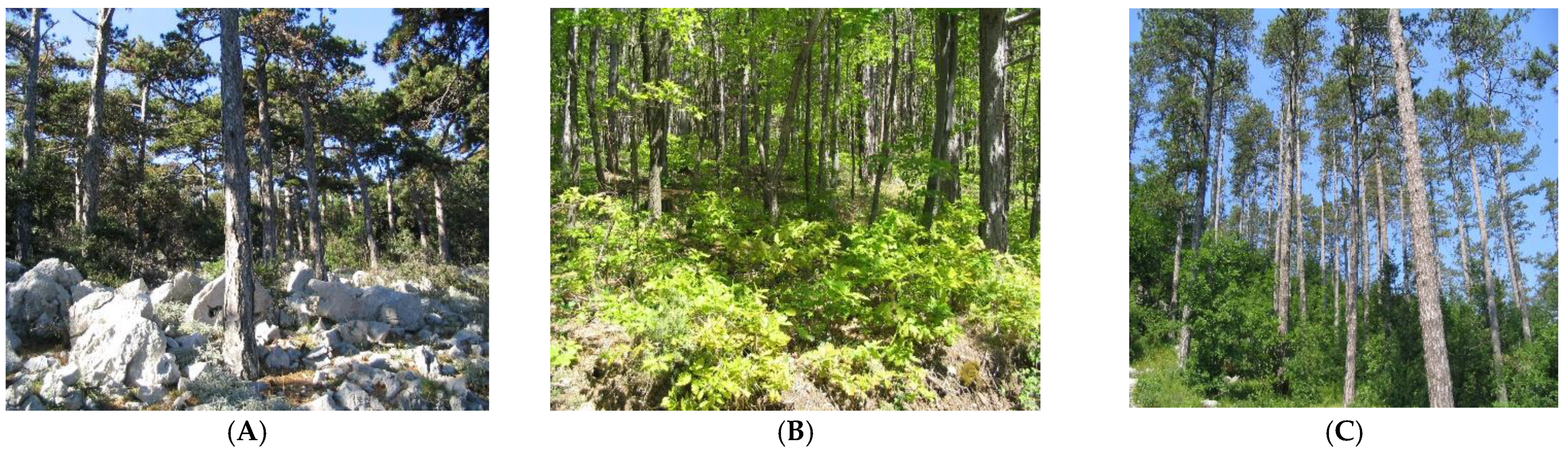 Forests 13 01900 g002 Forests 13 01900 g002