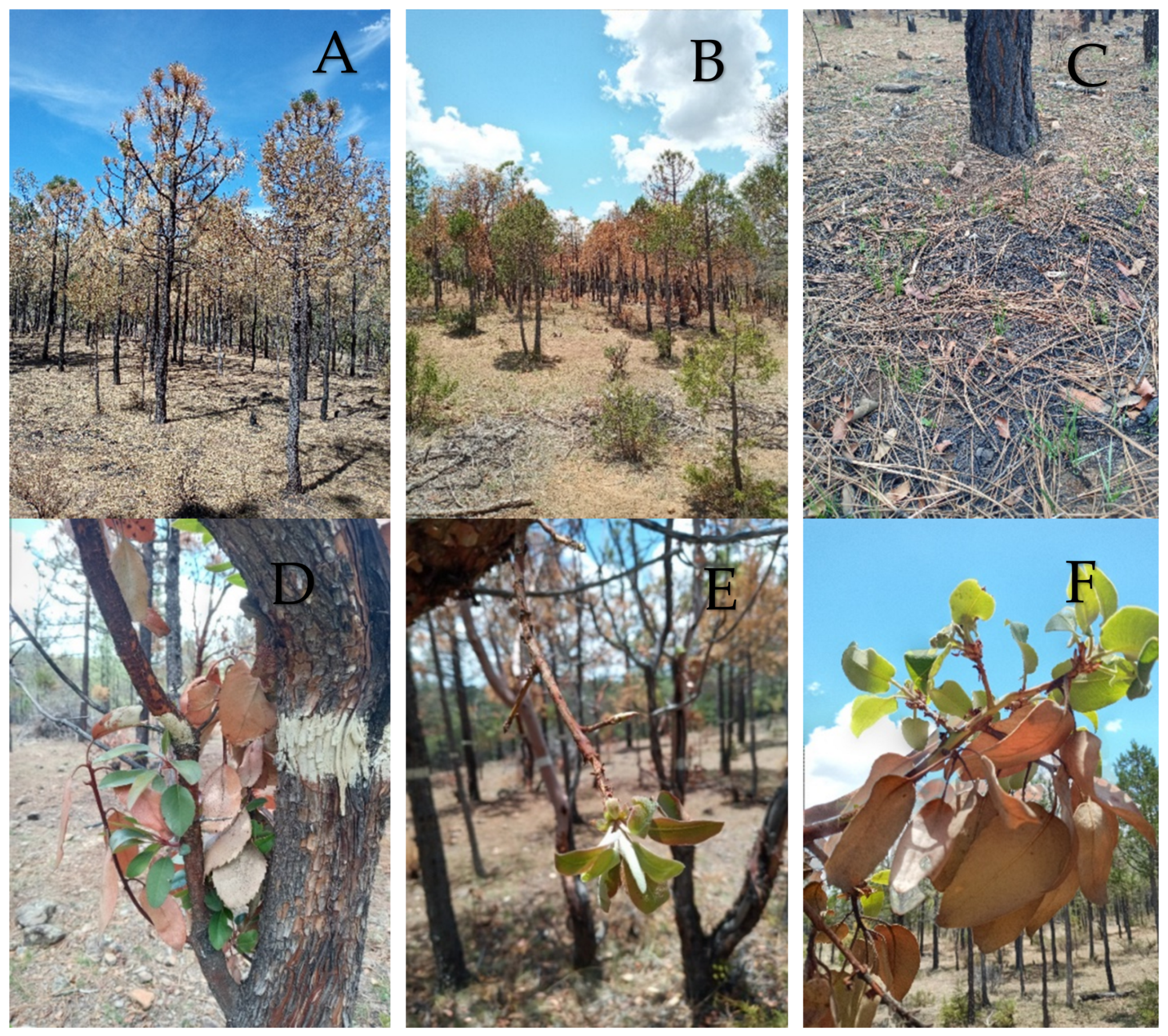 Forests 13 01901 g0a12 Forests 13 01901 g0a12