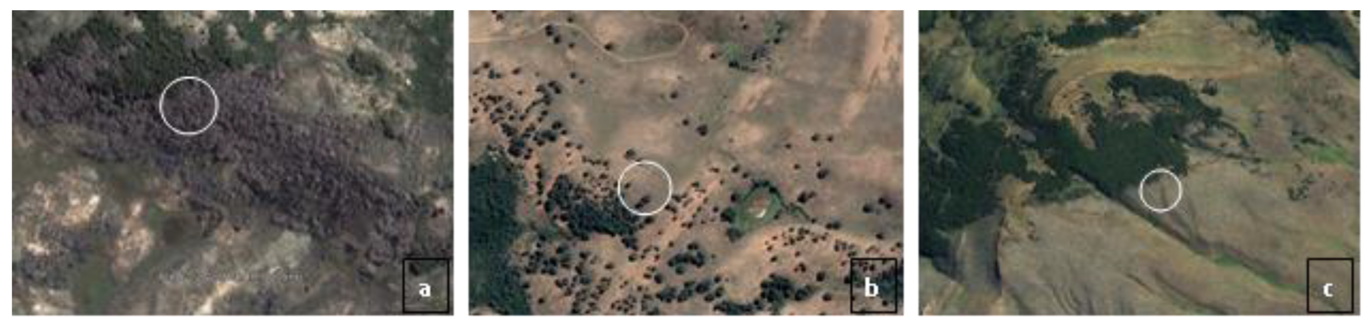 Forests 13 01902 g001 Forests 13 01902 g001