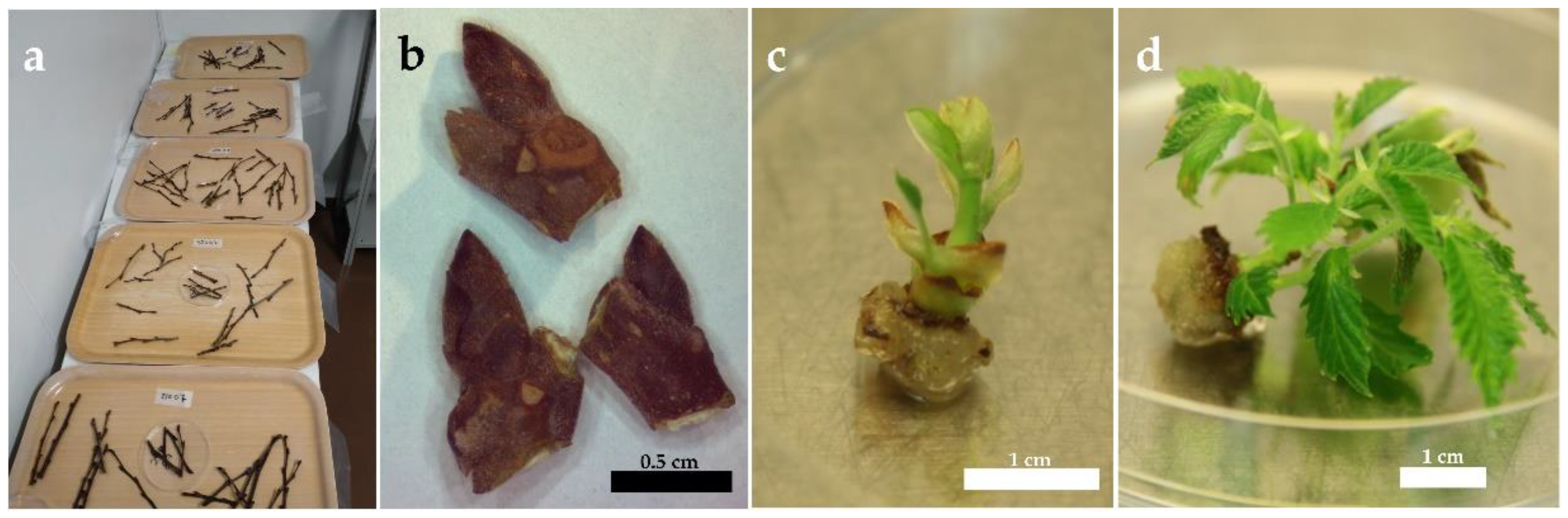Forests 13 01923 g001 Forests 13 01923 g001