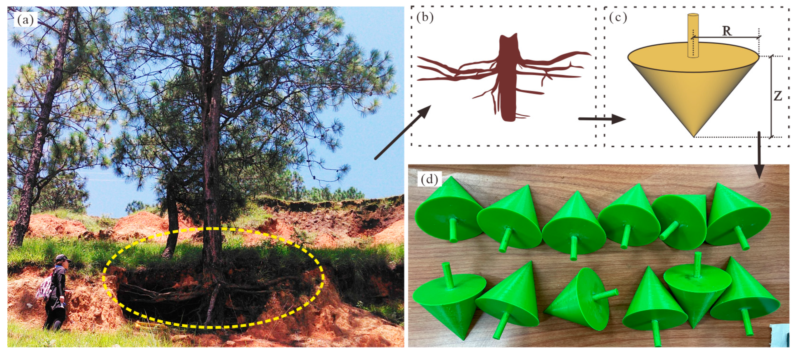 Forests 13 01925 g004 Forests 13 01925 g004