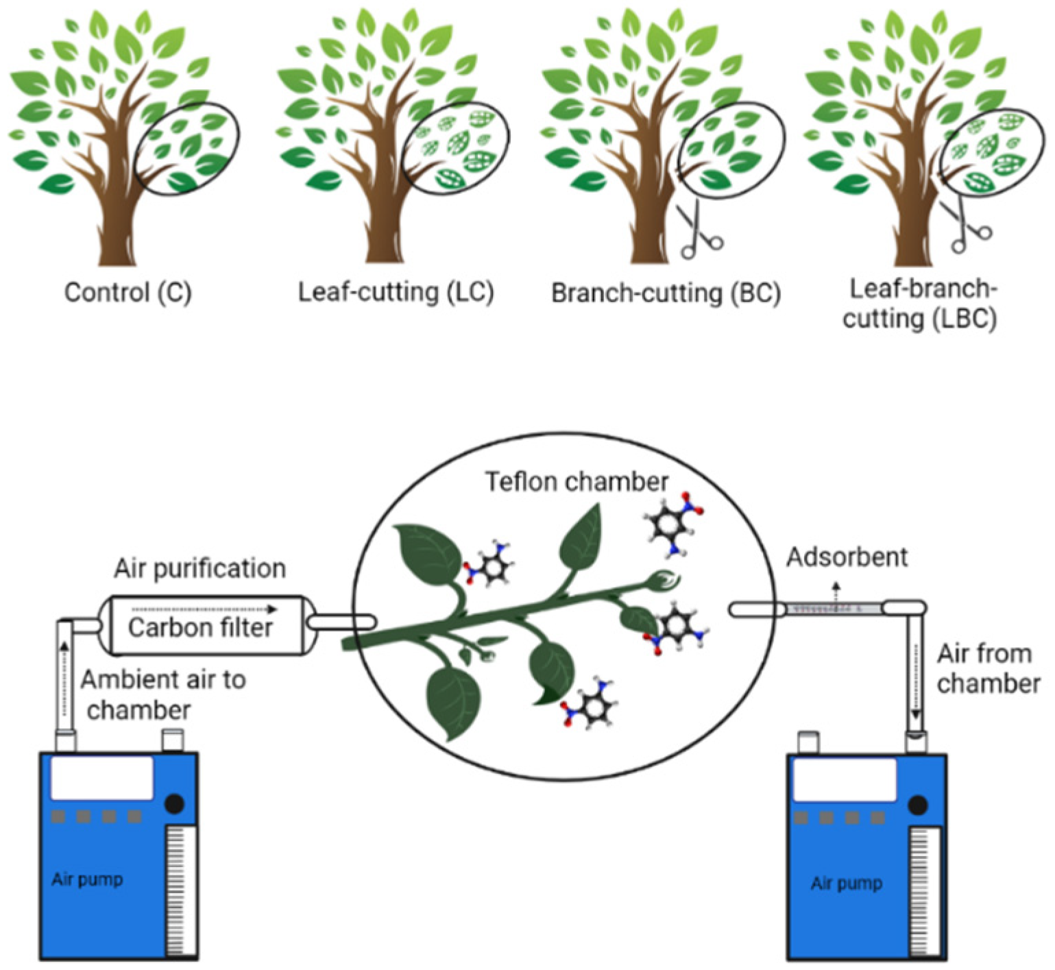 Forests 13 01931 g001 Forests 13 01931 g001