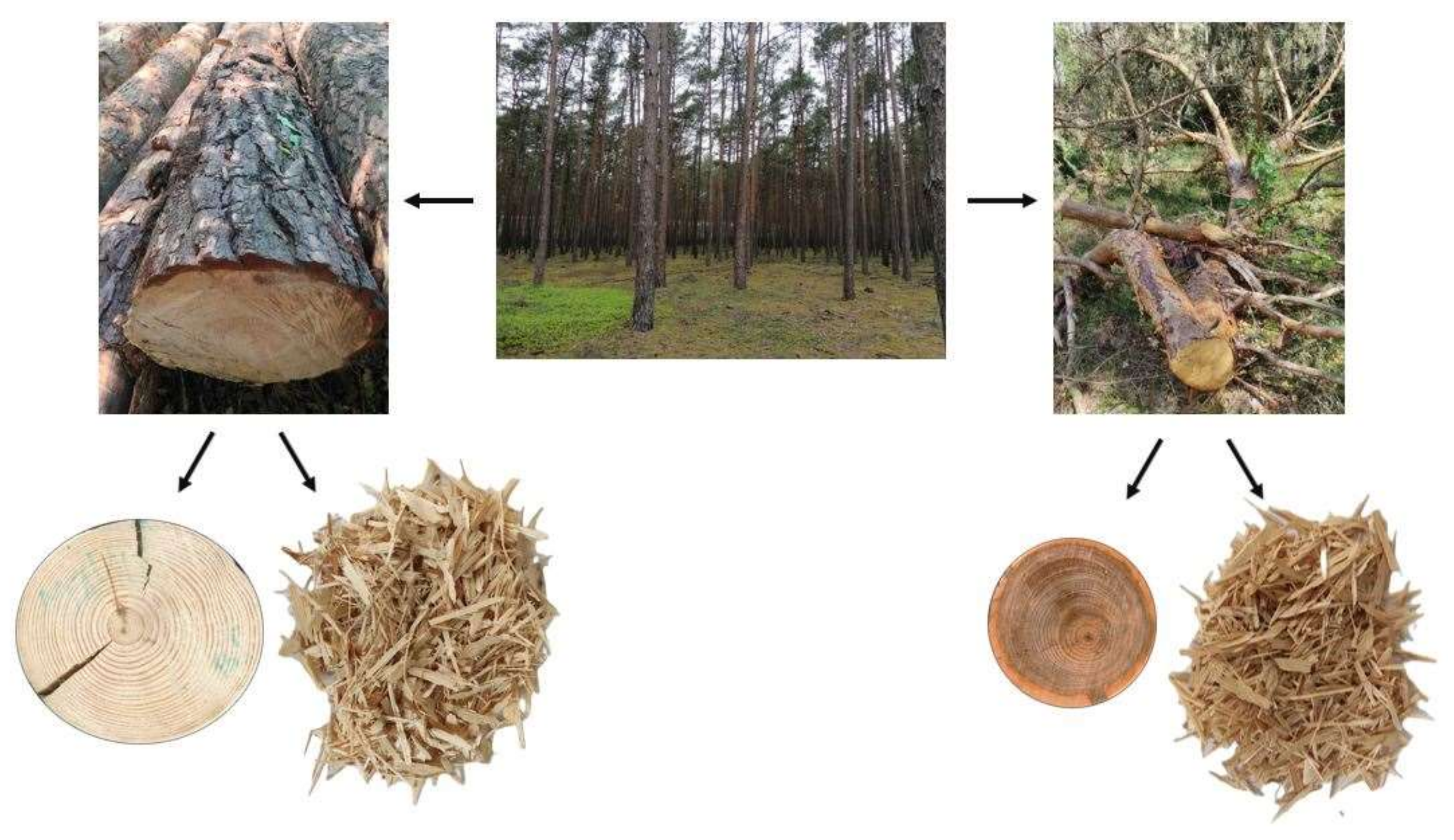 Forests 13 01933 g001 Forests 13 01933 g001