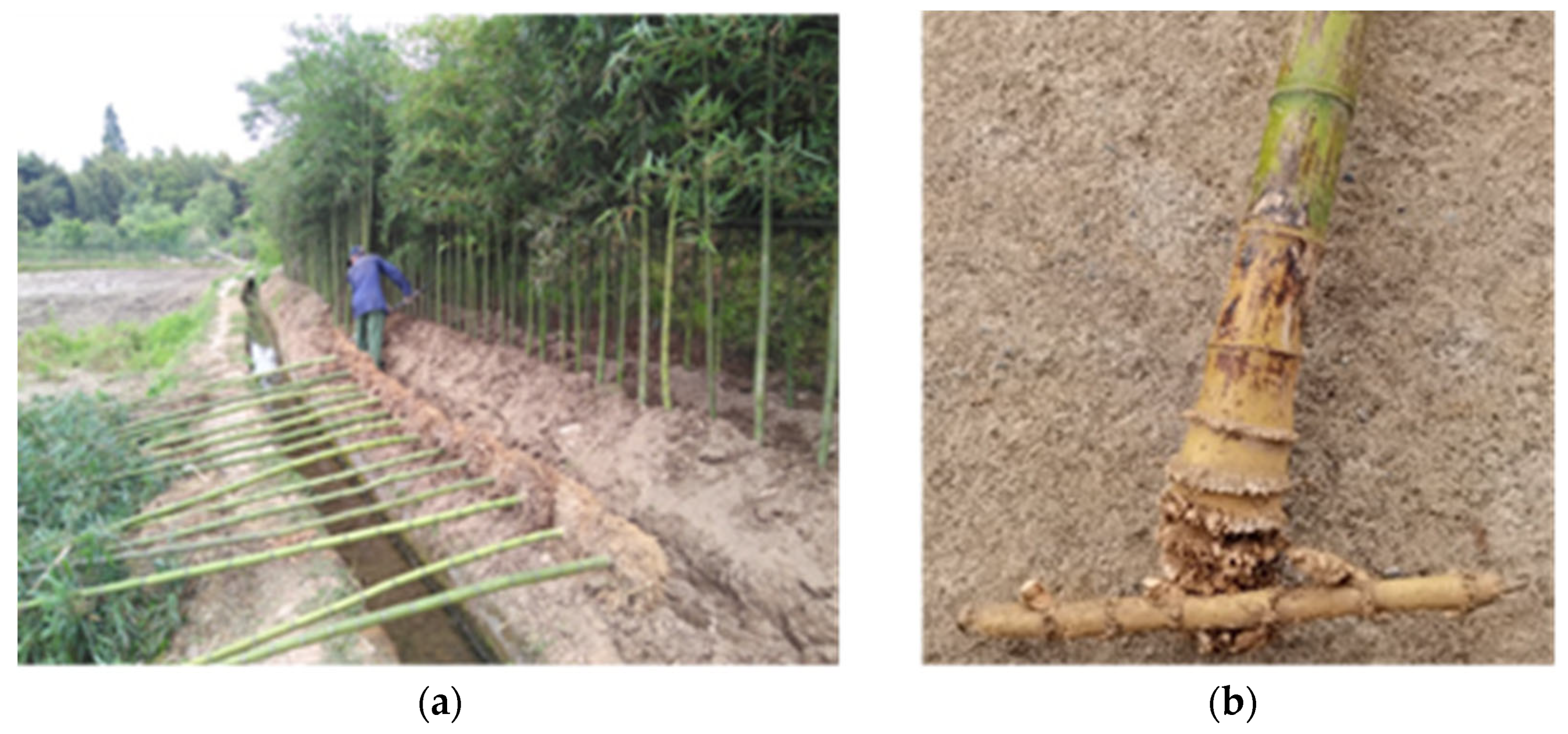 Forests 13 01968 g001