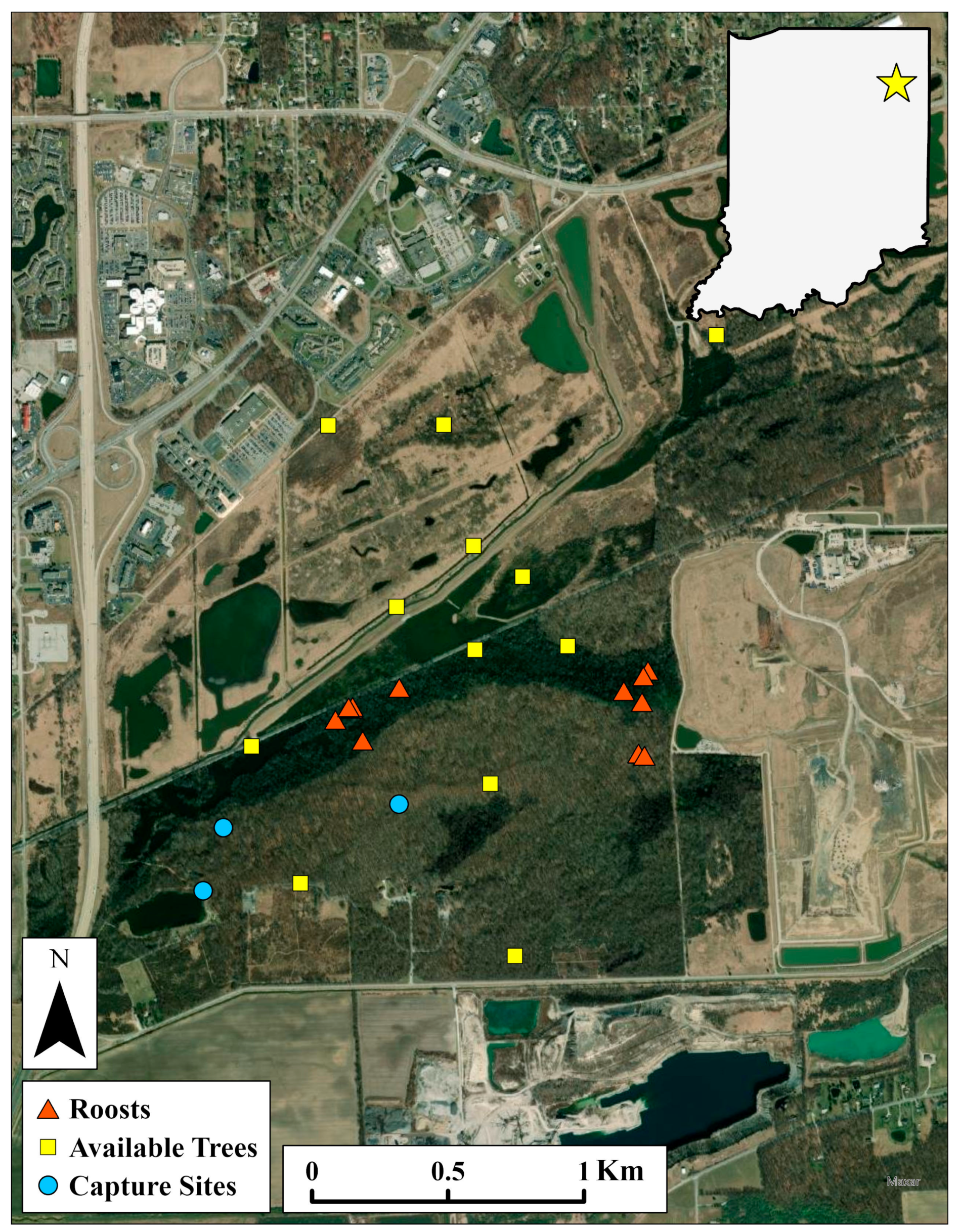 Forests Free Full-Text Roosting Behavior of Northern Long-Eared Bats (Myotis septentrionalis) in an Urban-Adjacent Forest Fragment pic image