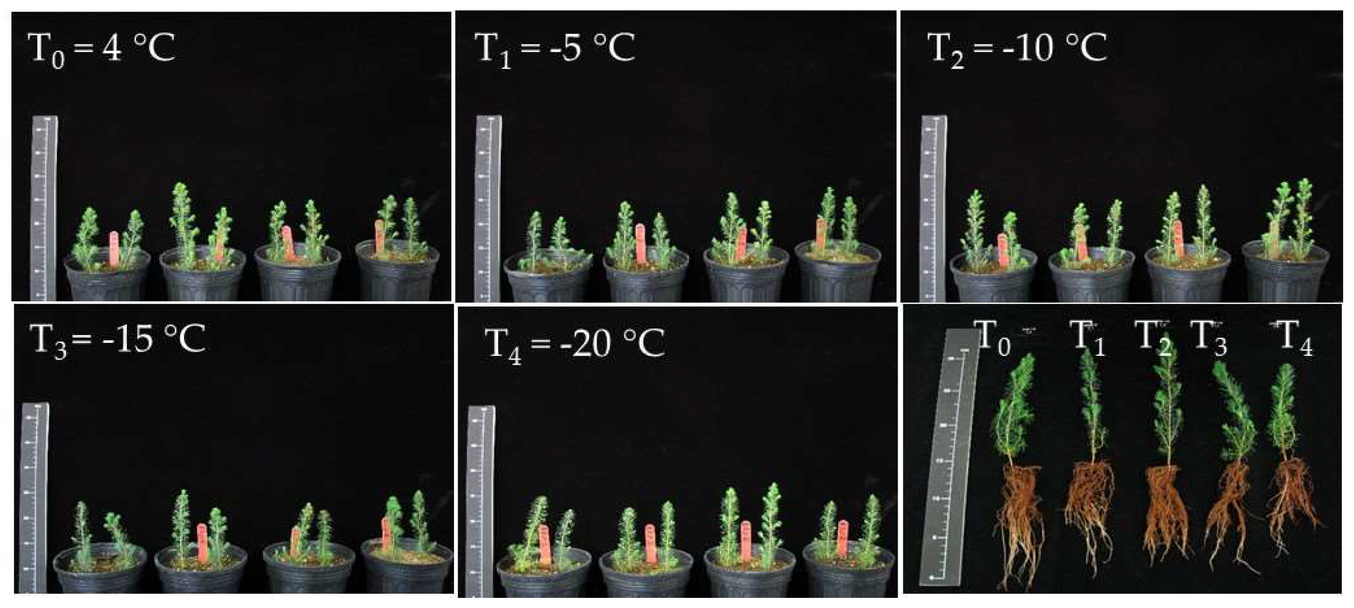 Forests 13 01975 g003