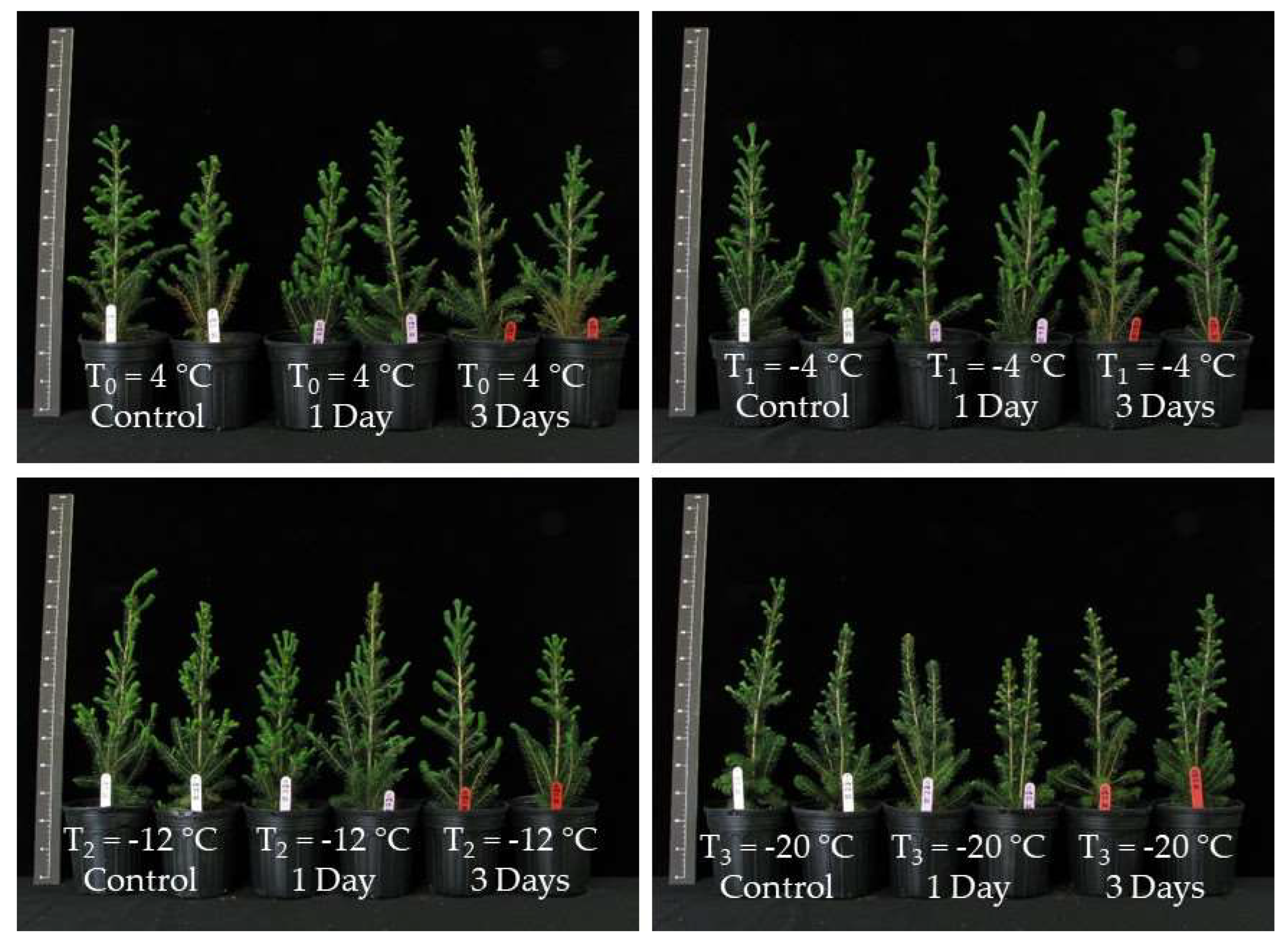 Forests 13 01975 g007