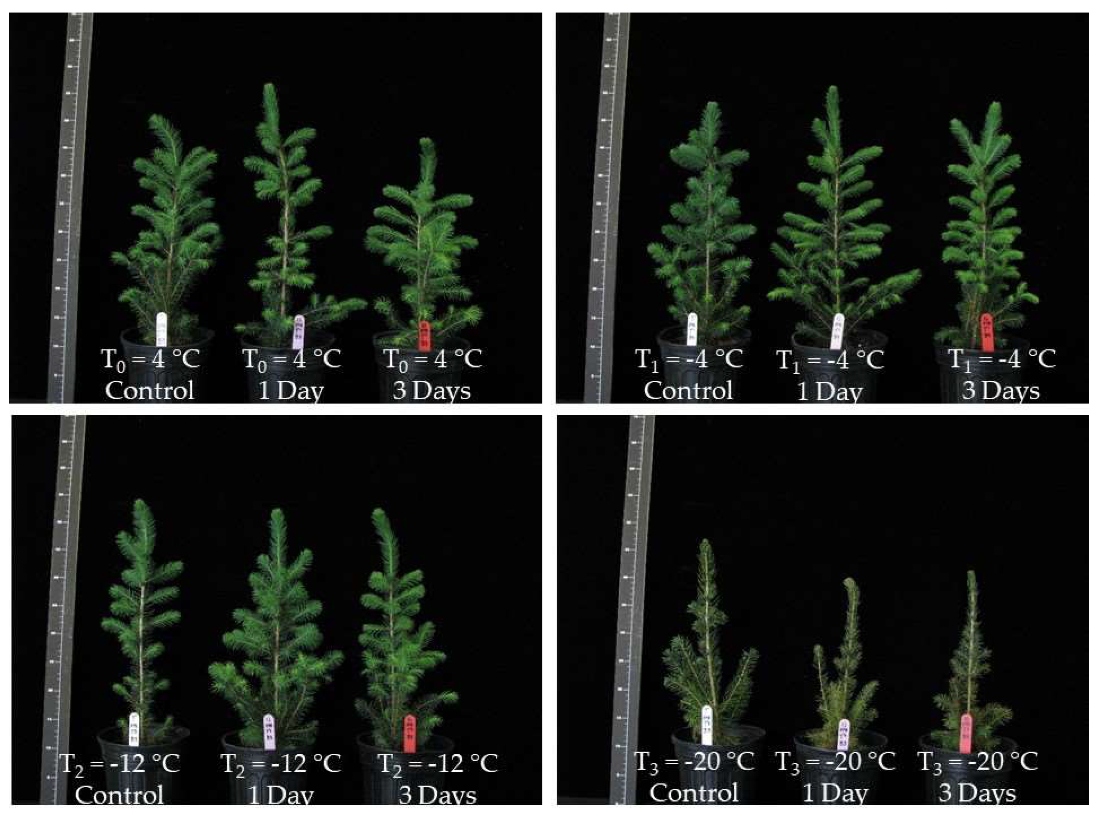 Forests 13 01975 g008