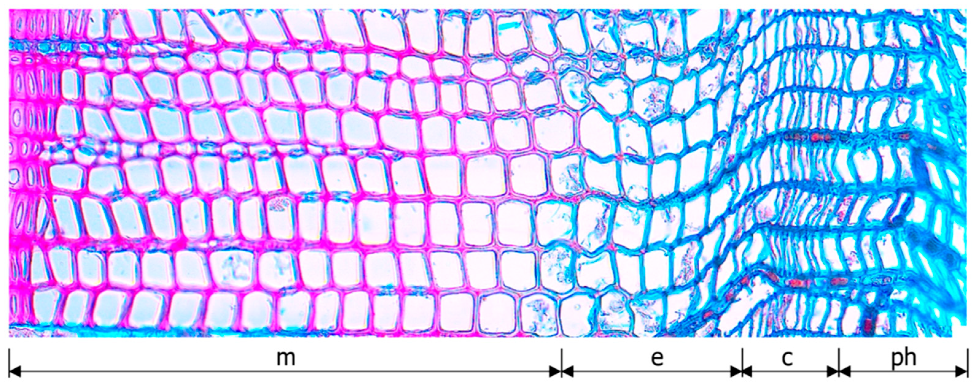 Forests 13 01978 g003 Forests 13 01978 g003