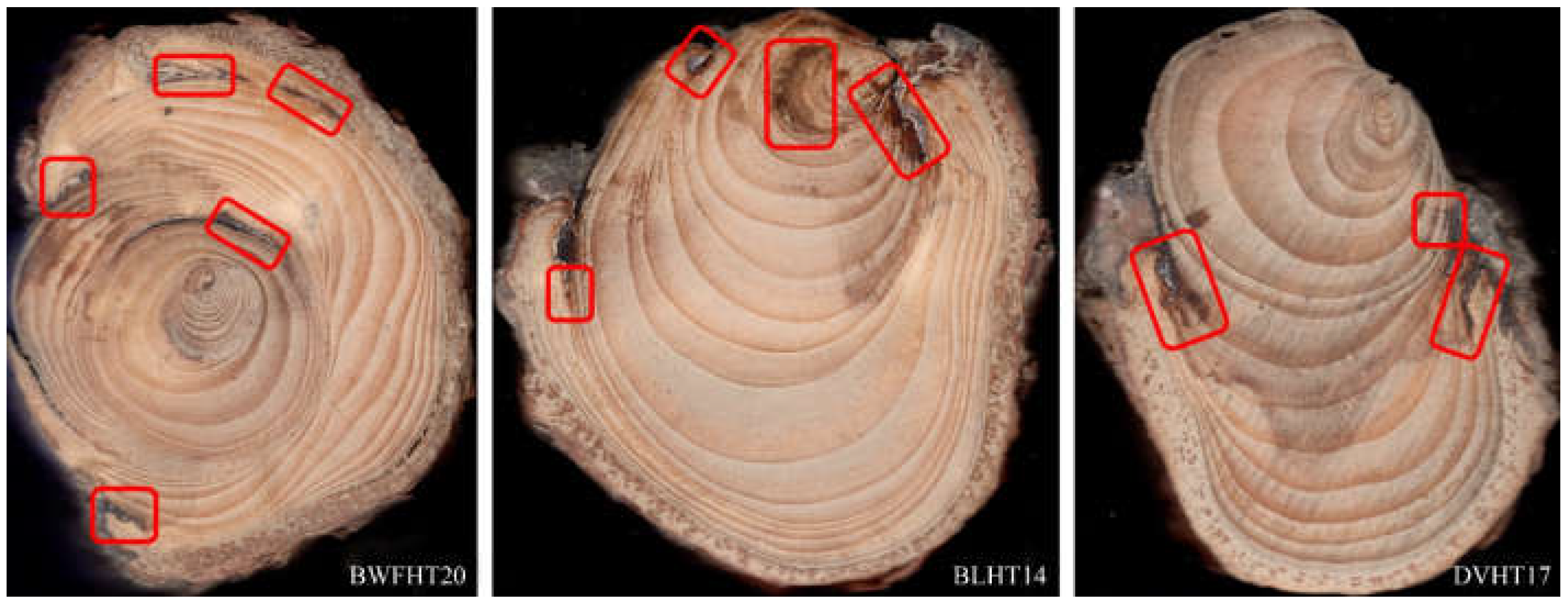 Forests 13 01993 g002 Forests 13 01993 g002