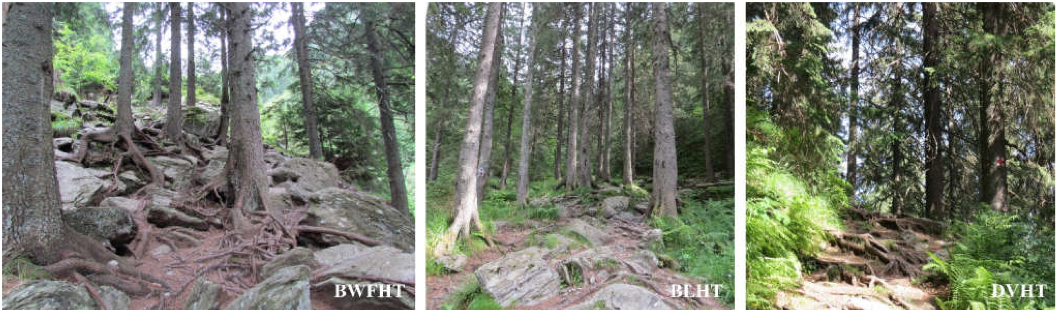 Forests 13 01993 g008 Forests 13 01993 g008