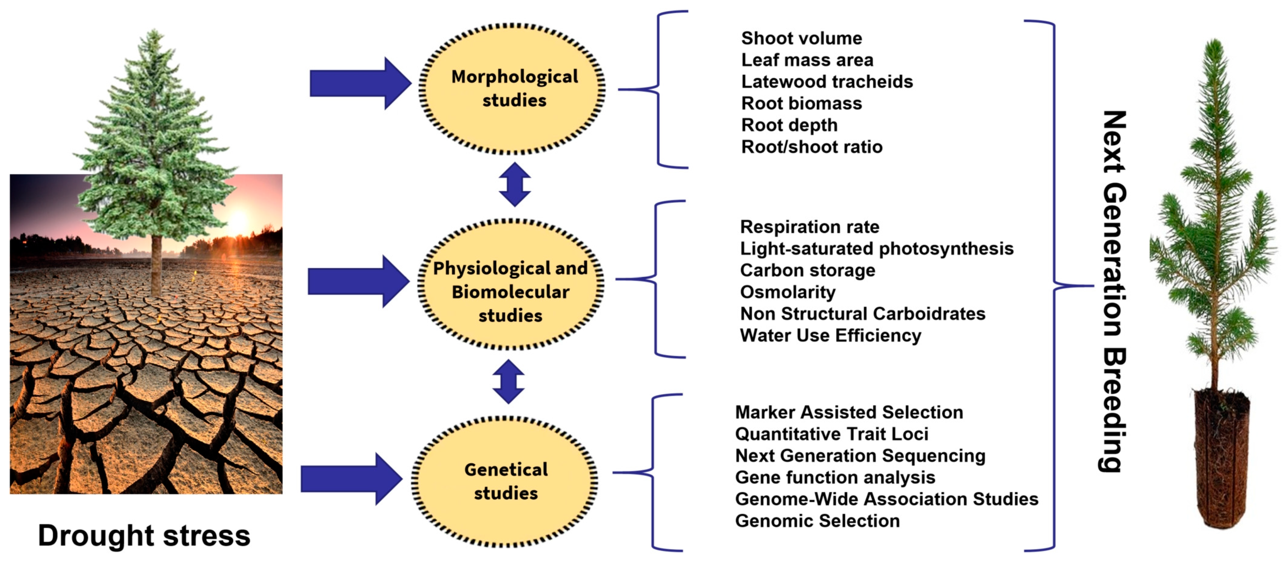 Forests 13 02016 g002 Forests 13 02016 g002