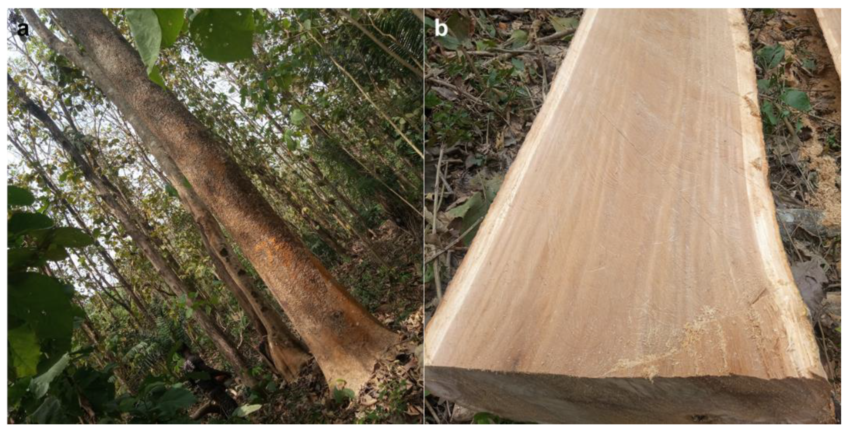 Forests 13 02036 g001 Forests 13 02036 g001