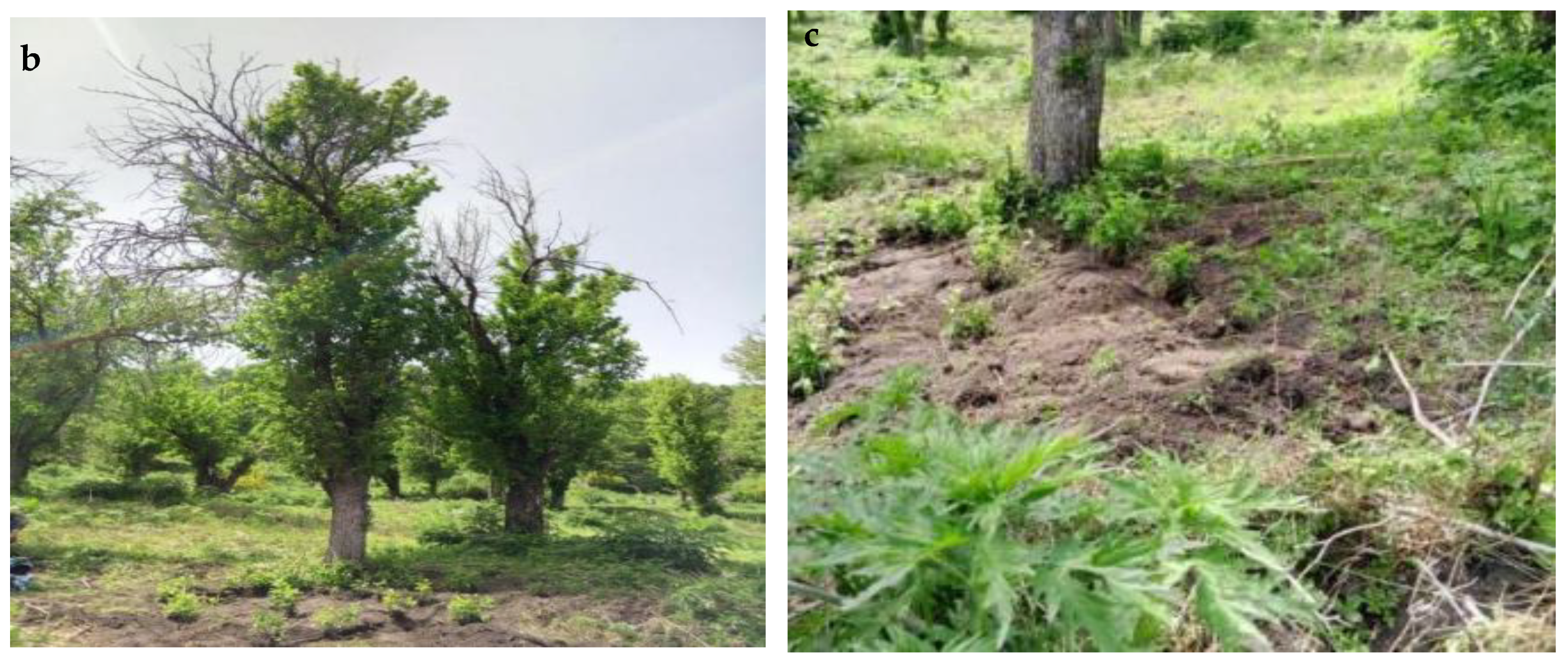 Forests 13 02044 g001b Forests 13 02044 g001b