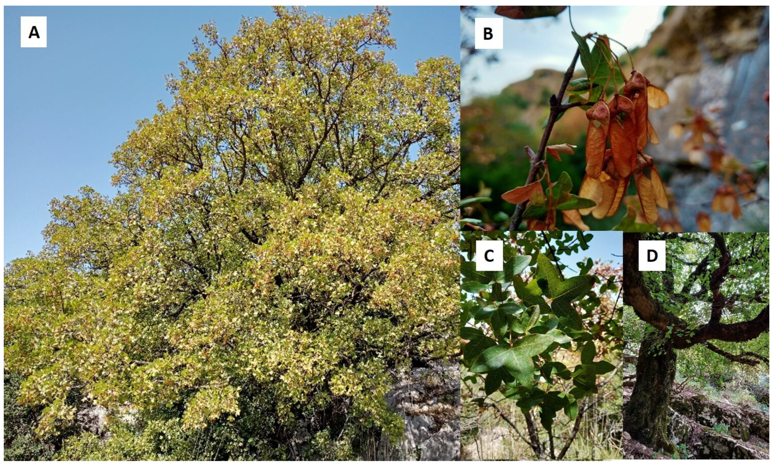 Forests 13 02049 g001