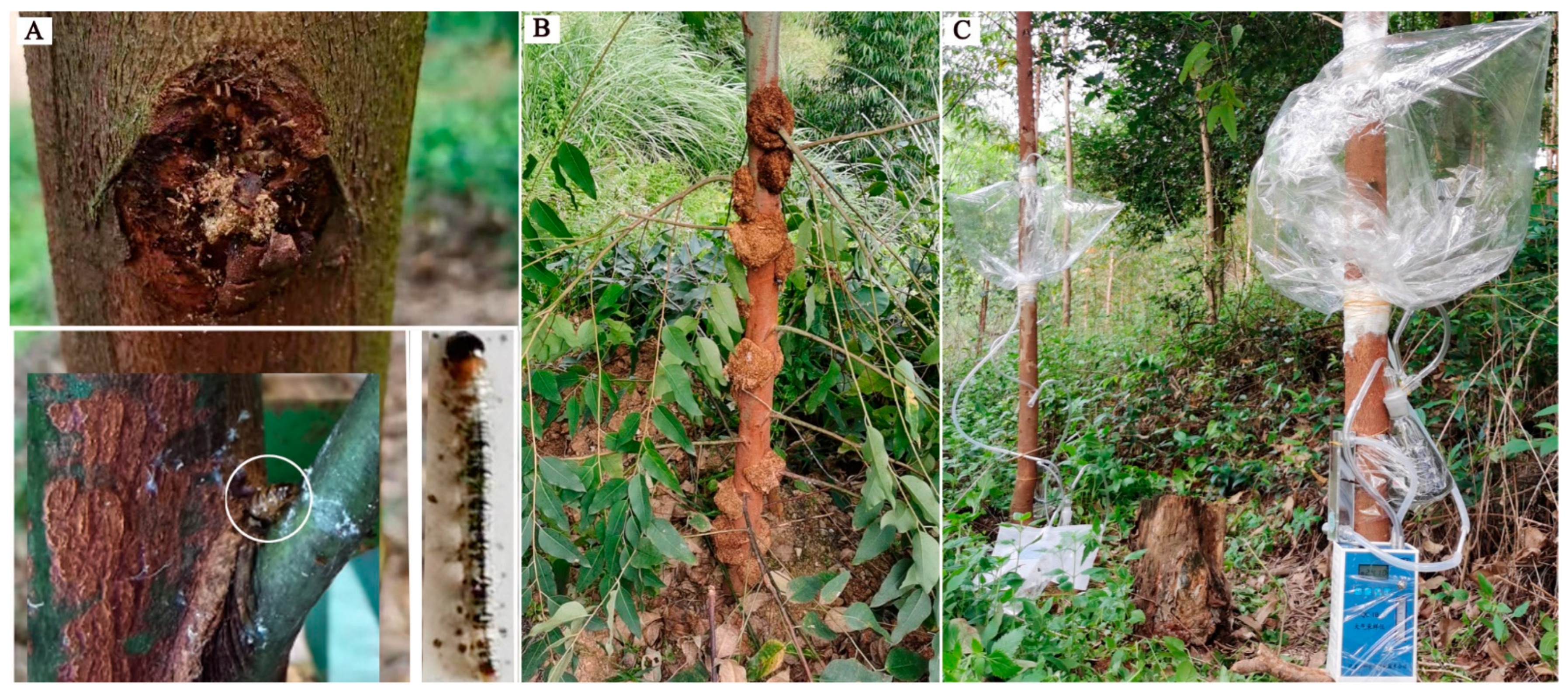 Forests 13 02058 g001 Forests 13 02058 g001