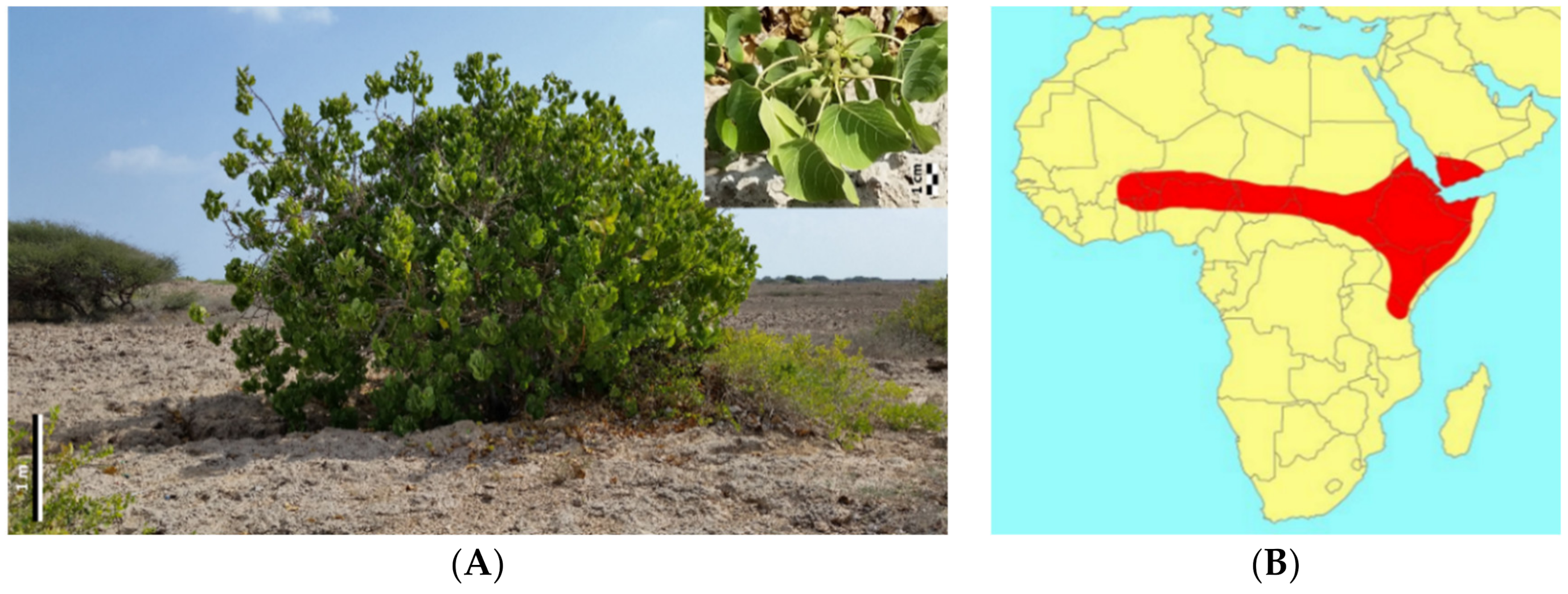 Forests 13 02063 g001