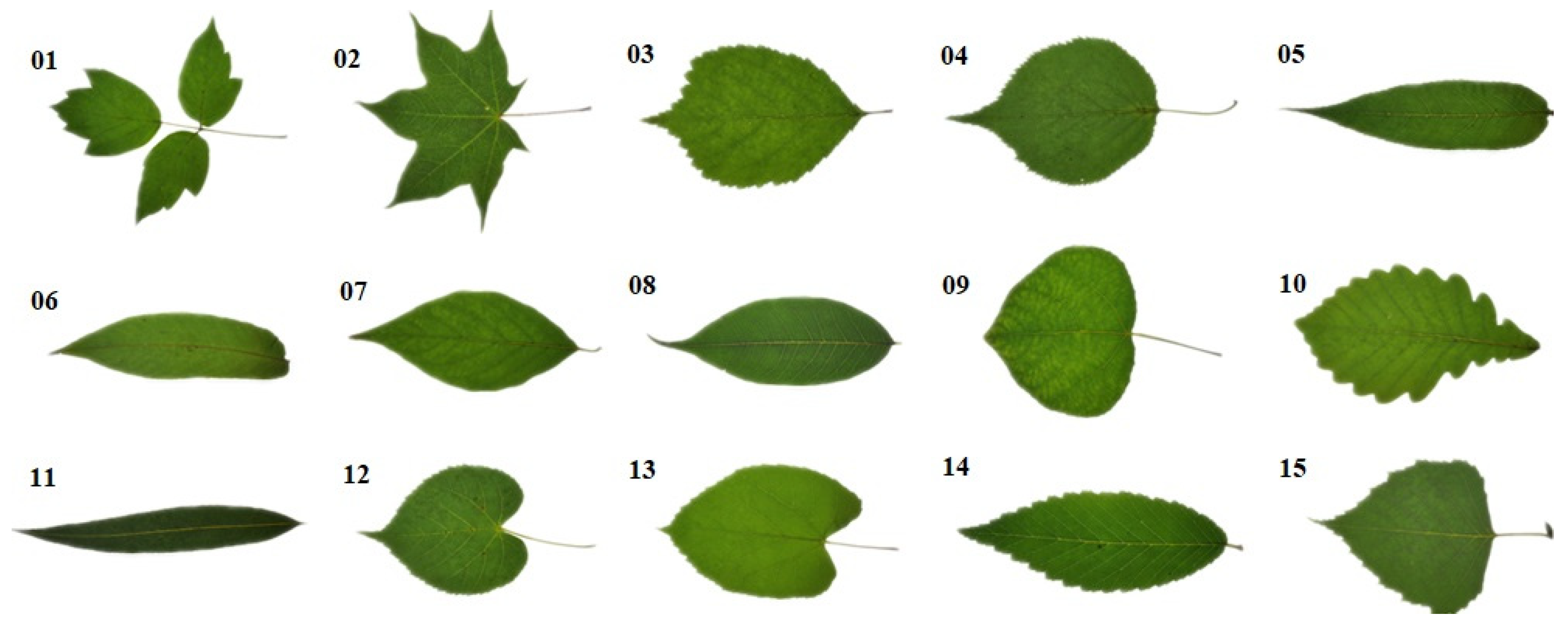 Forests 13 02072 g002