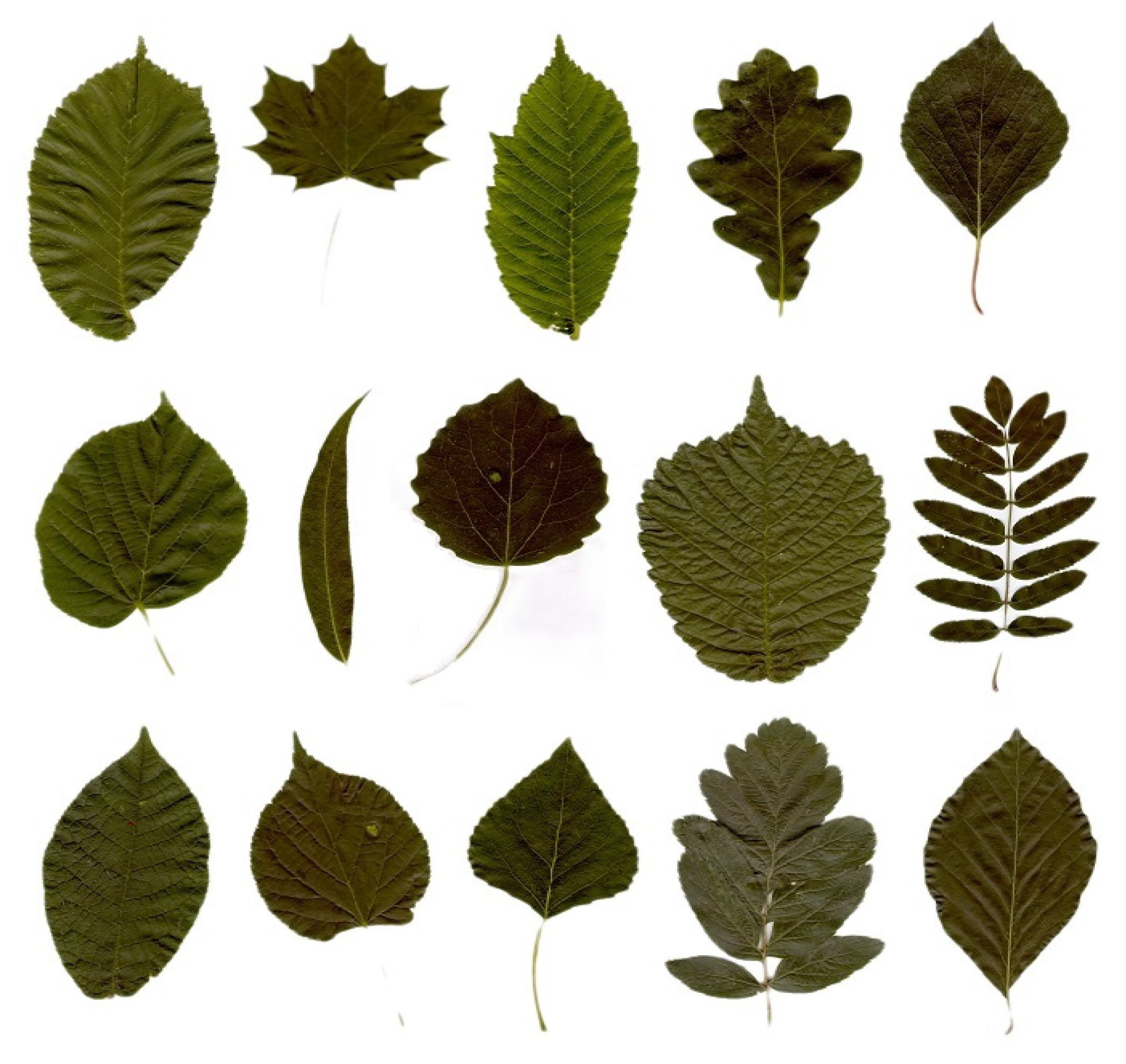 Forests 13 02072 g019