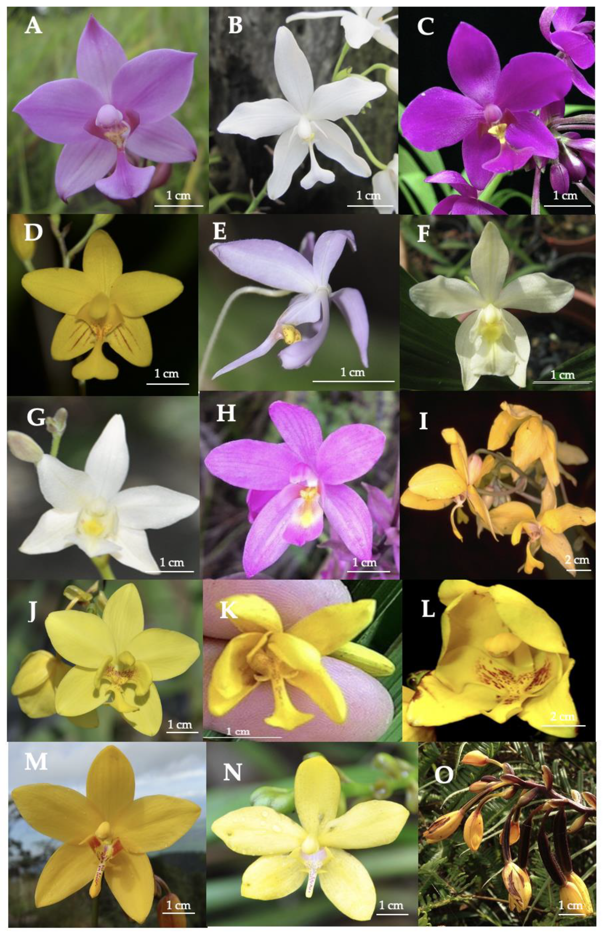 Forests 13 02079 g001 Forests 13 02079 g001