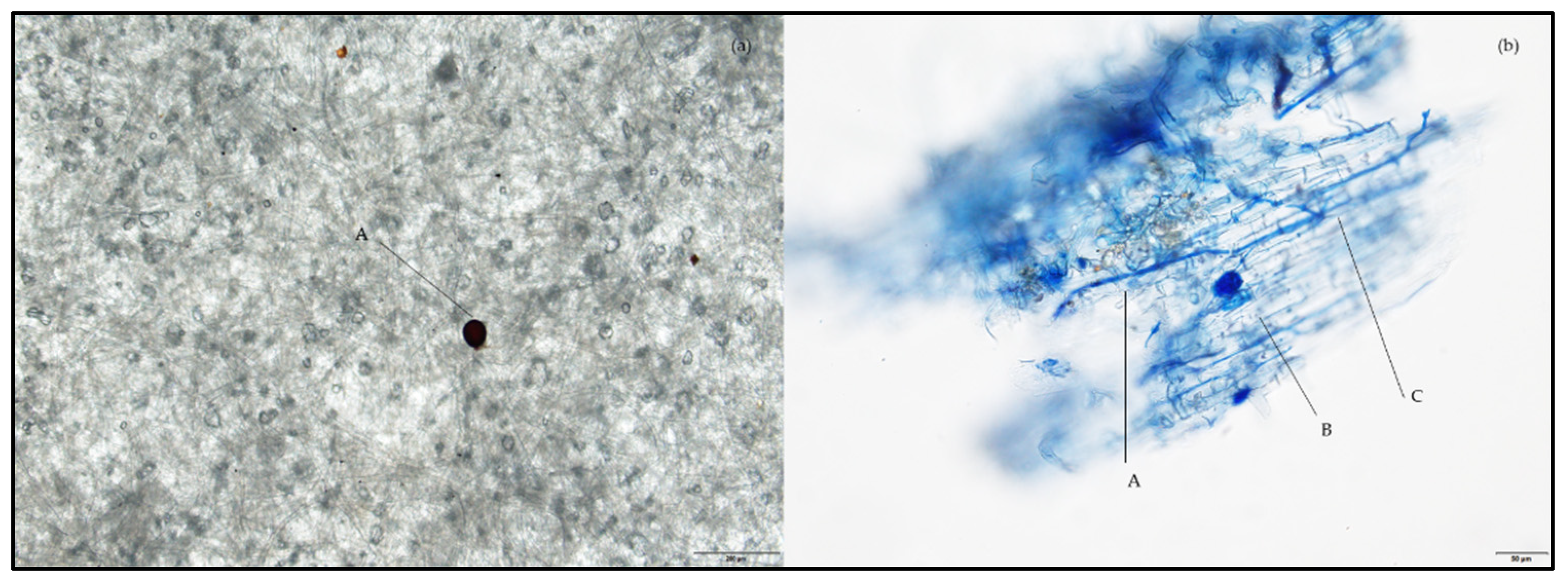 Forests 13 02092 g002 Forests 13 02092 g002