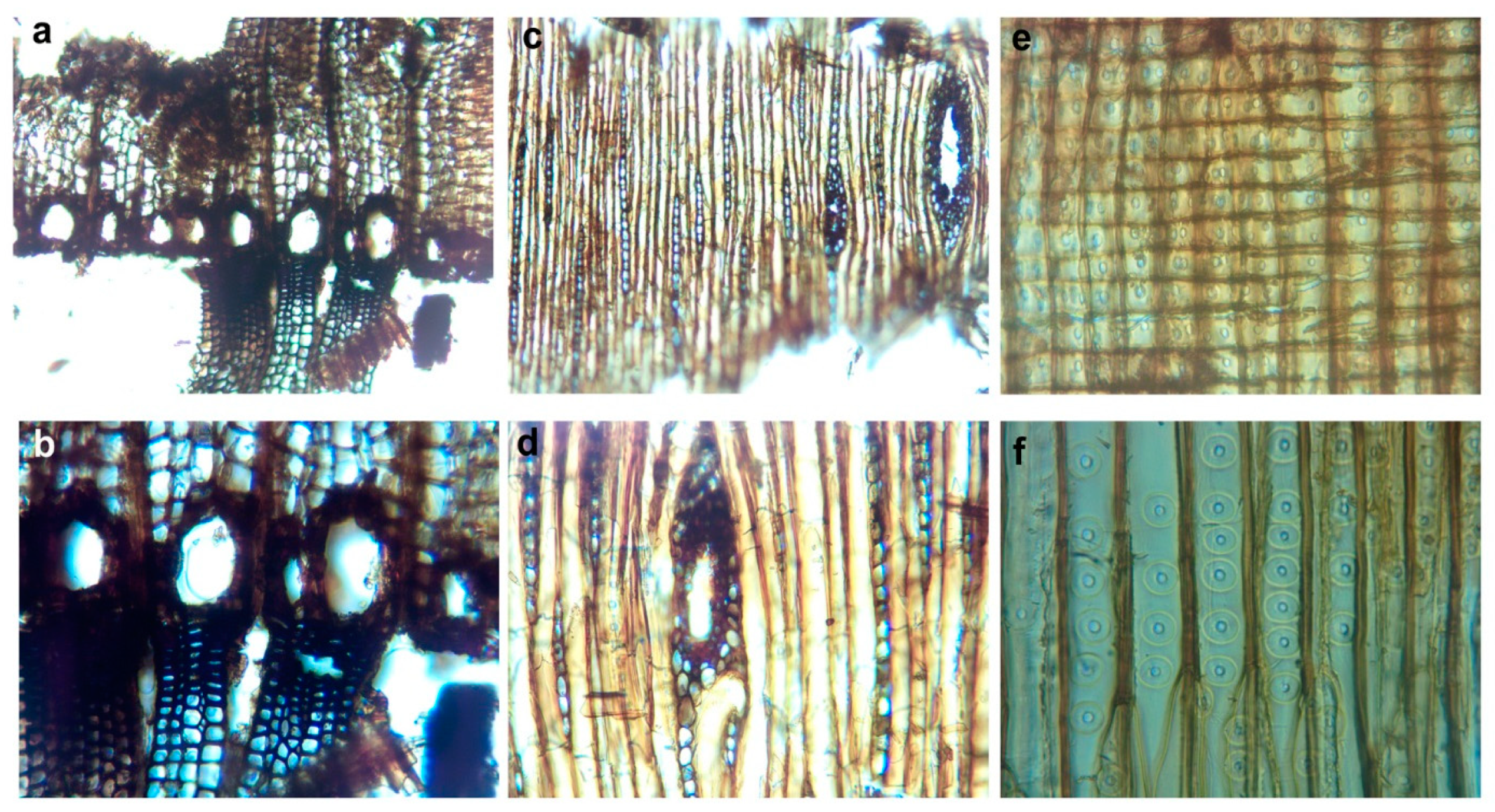Forests 13 02118 g005 Forests 13 02118 g005